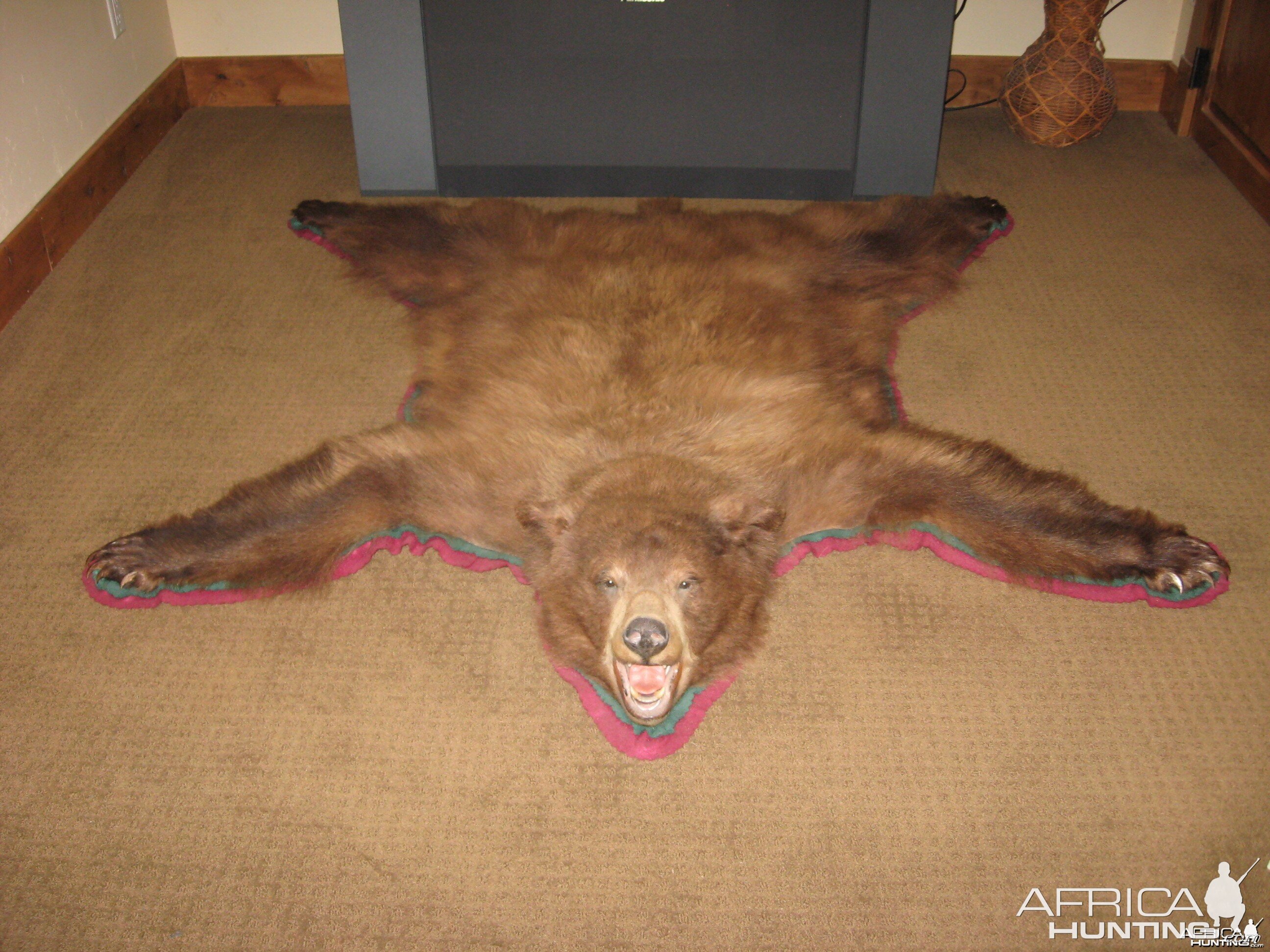 nice bear rug