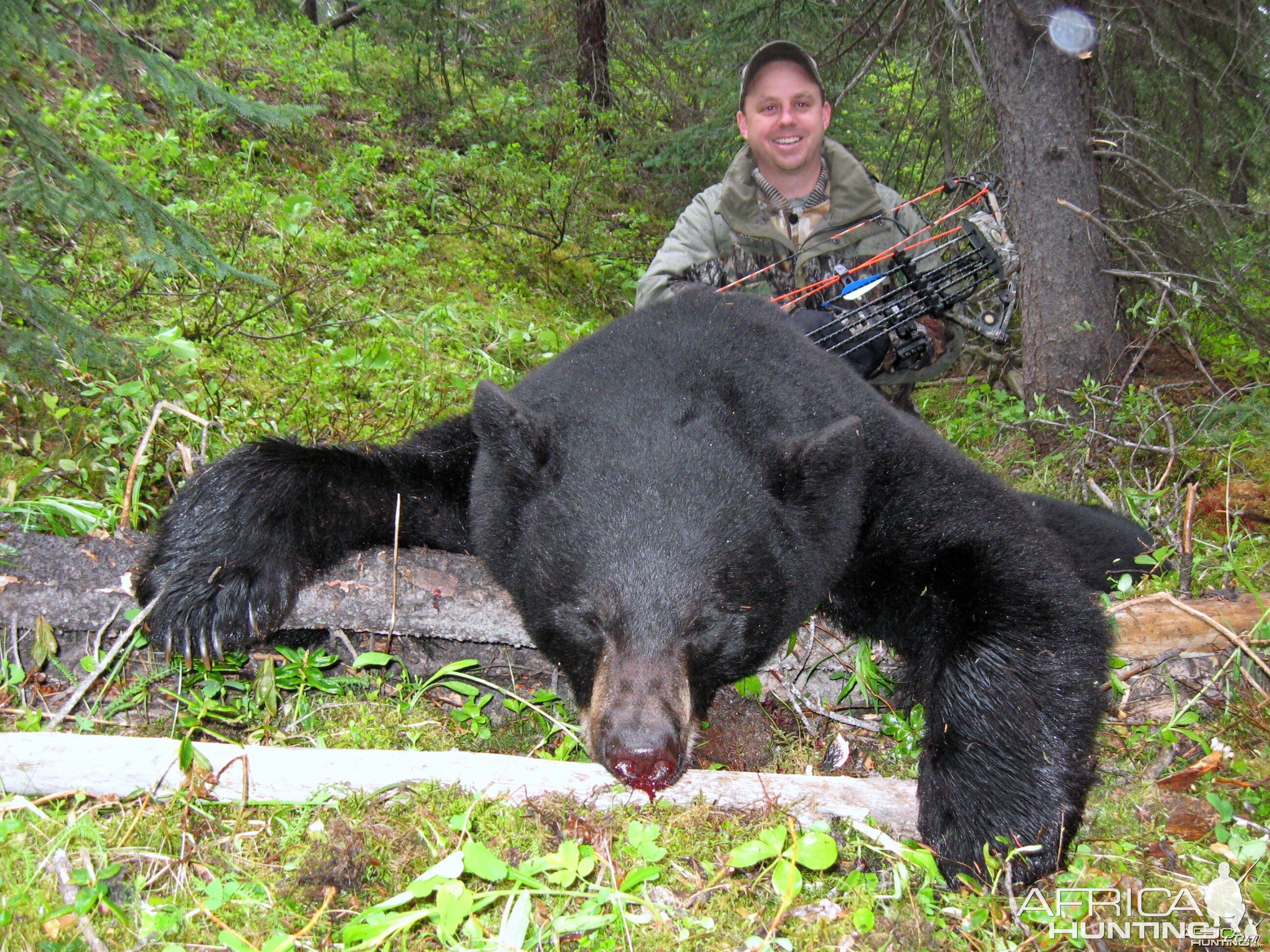 Nice bear taken with archery tackle