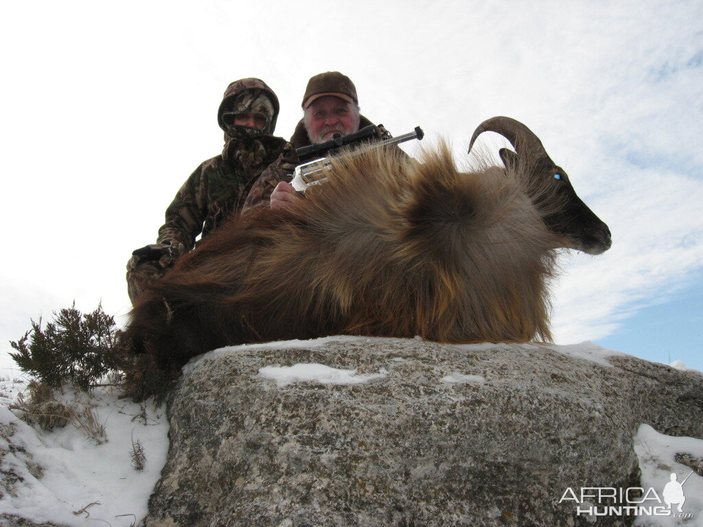 nice bull tahr