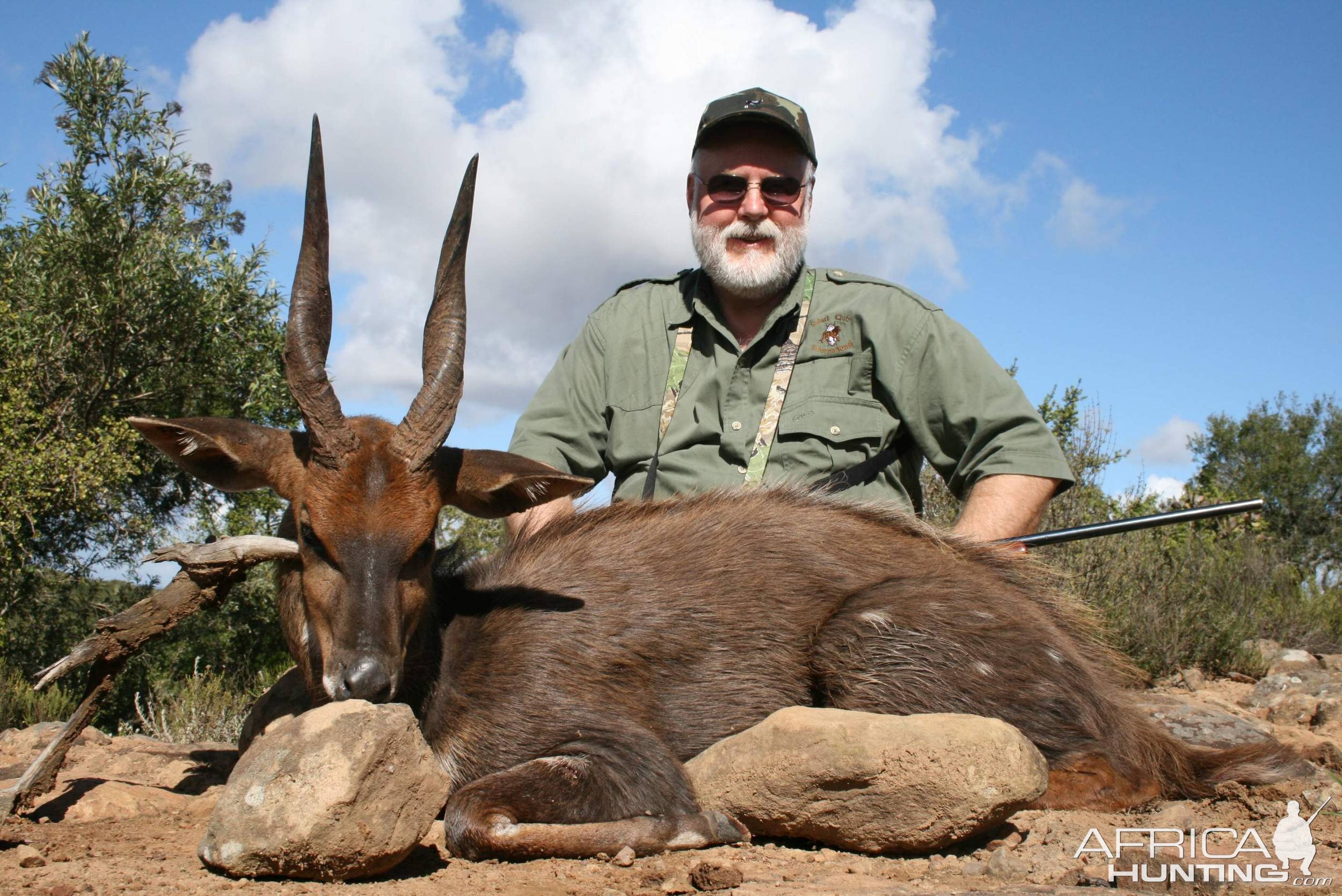 Nice Bushbuck