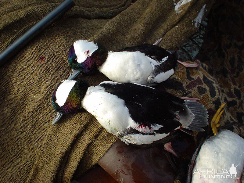 Nice drake buffleheads from Lake of the Woods Canada