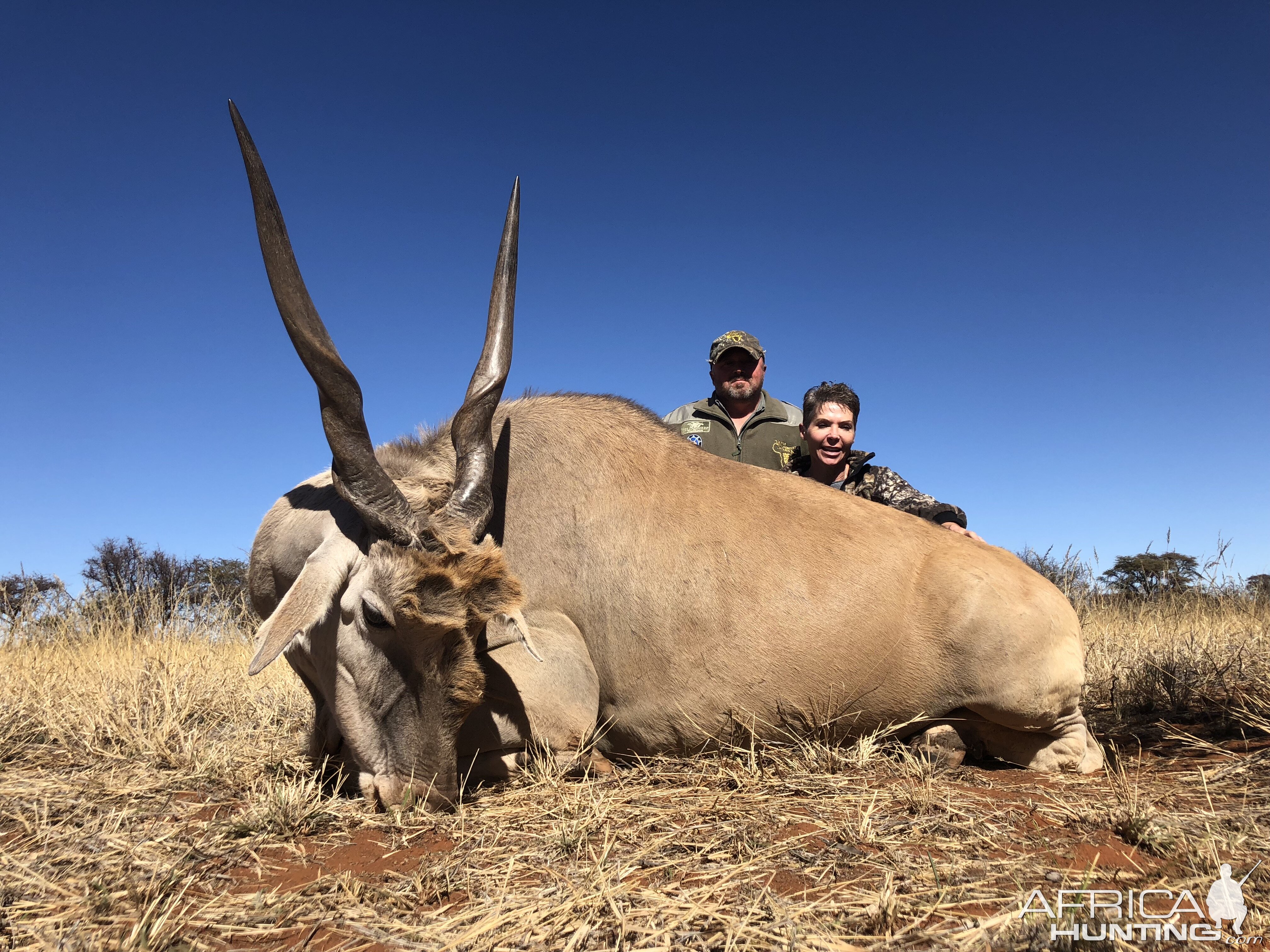 Nice Eland in the Northern Cape