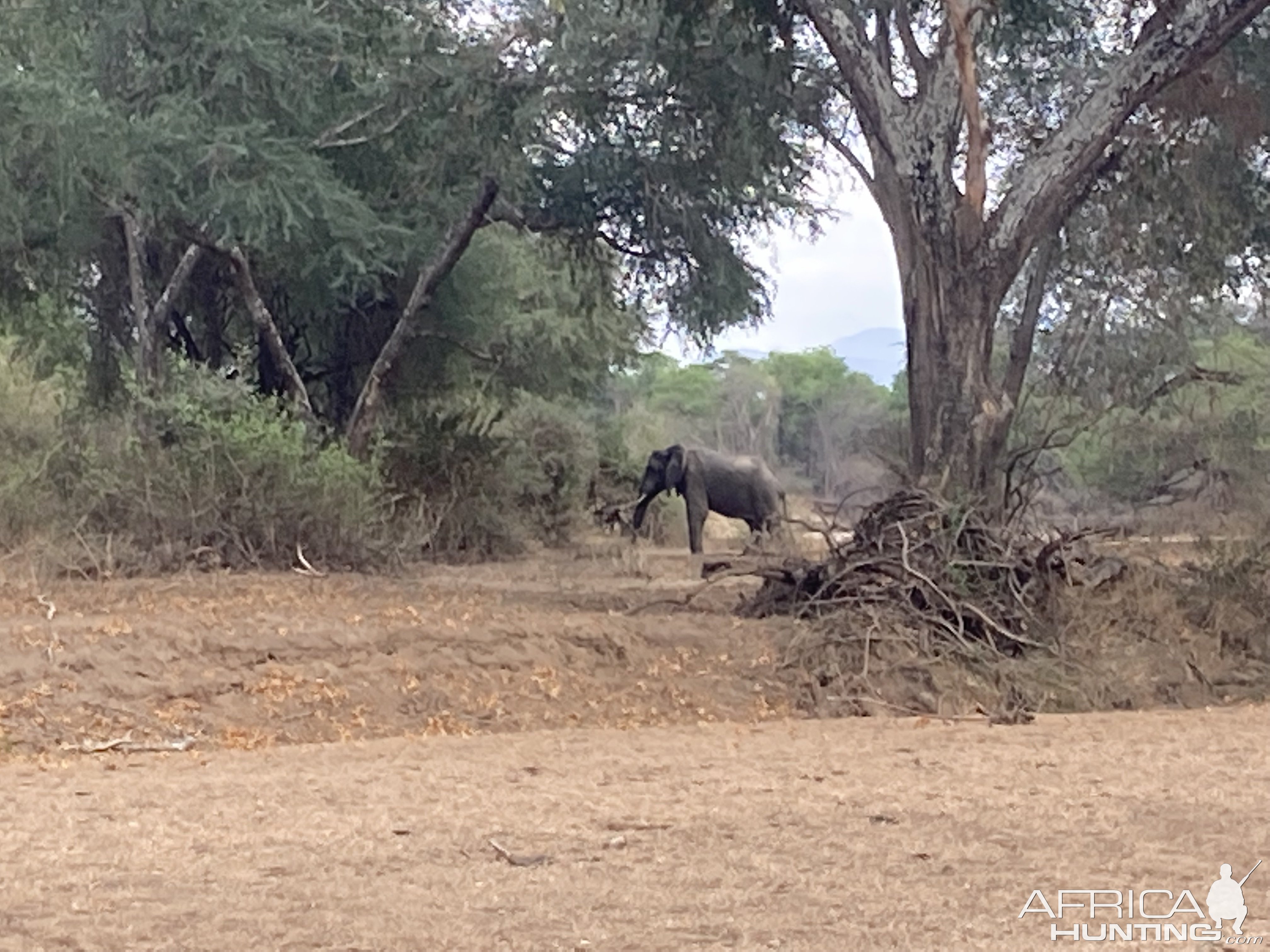 Nice Elephant bull