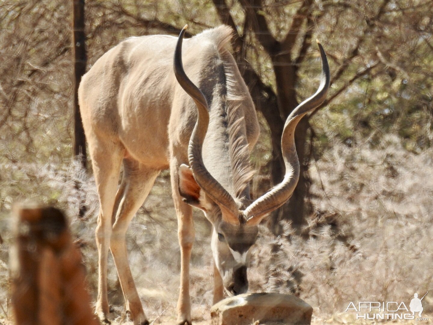 Nice kudu @ Erindi