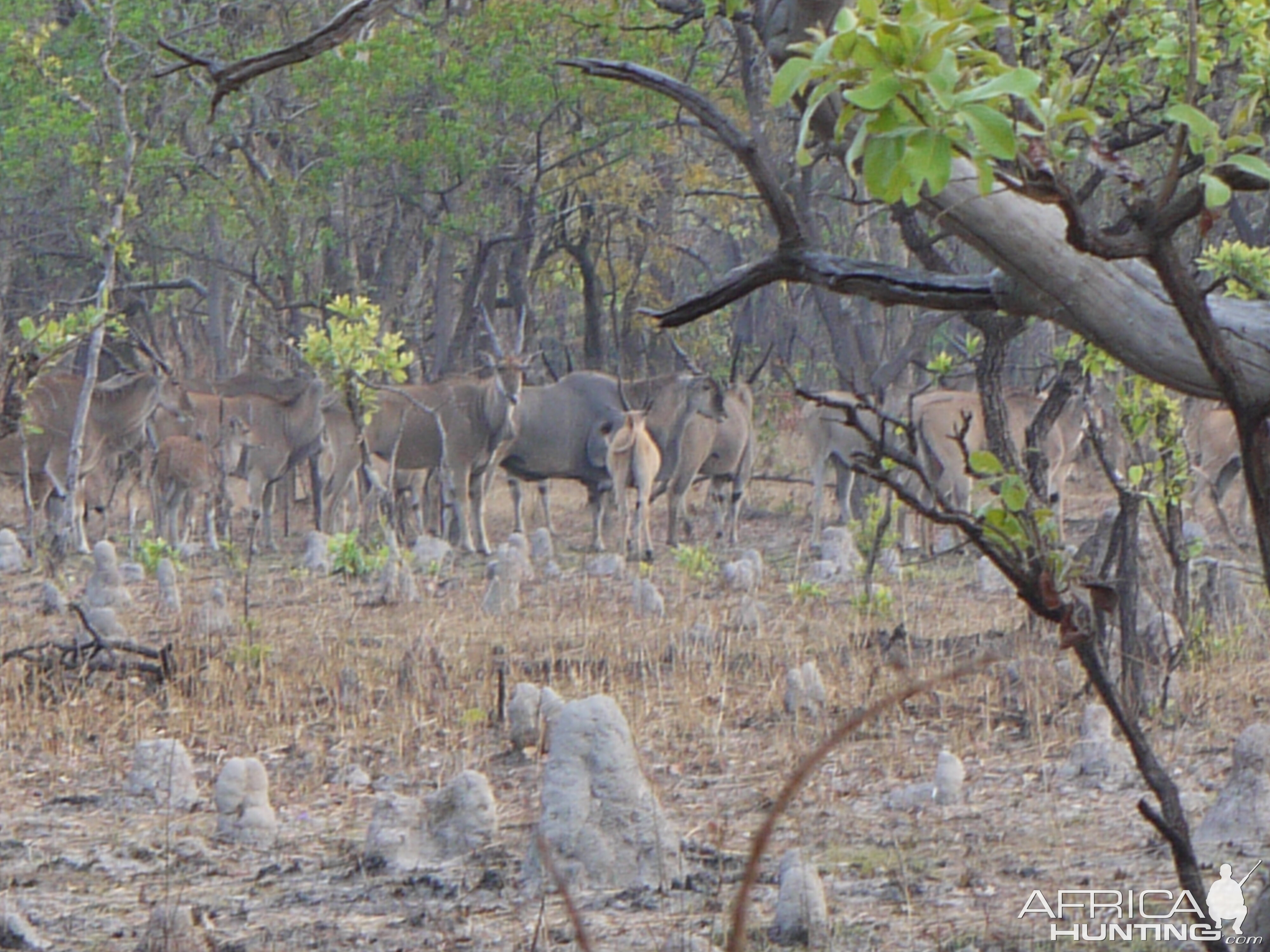 nice mature eland bull on takeri