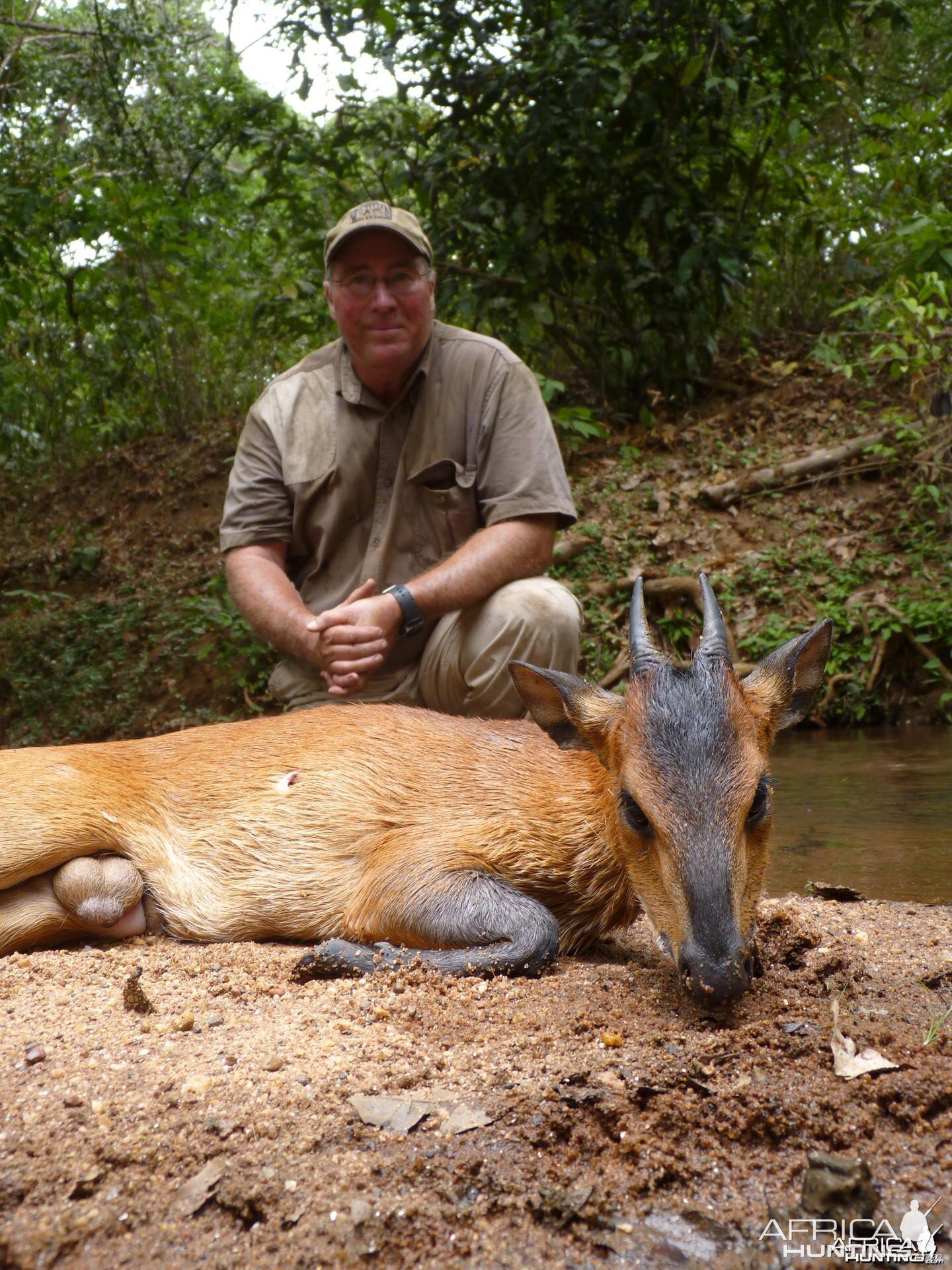 Nice Red Flanked Duiker hunted in CAR