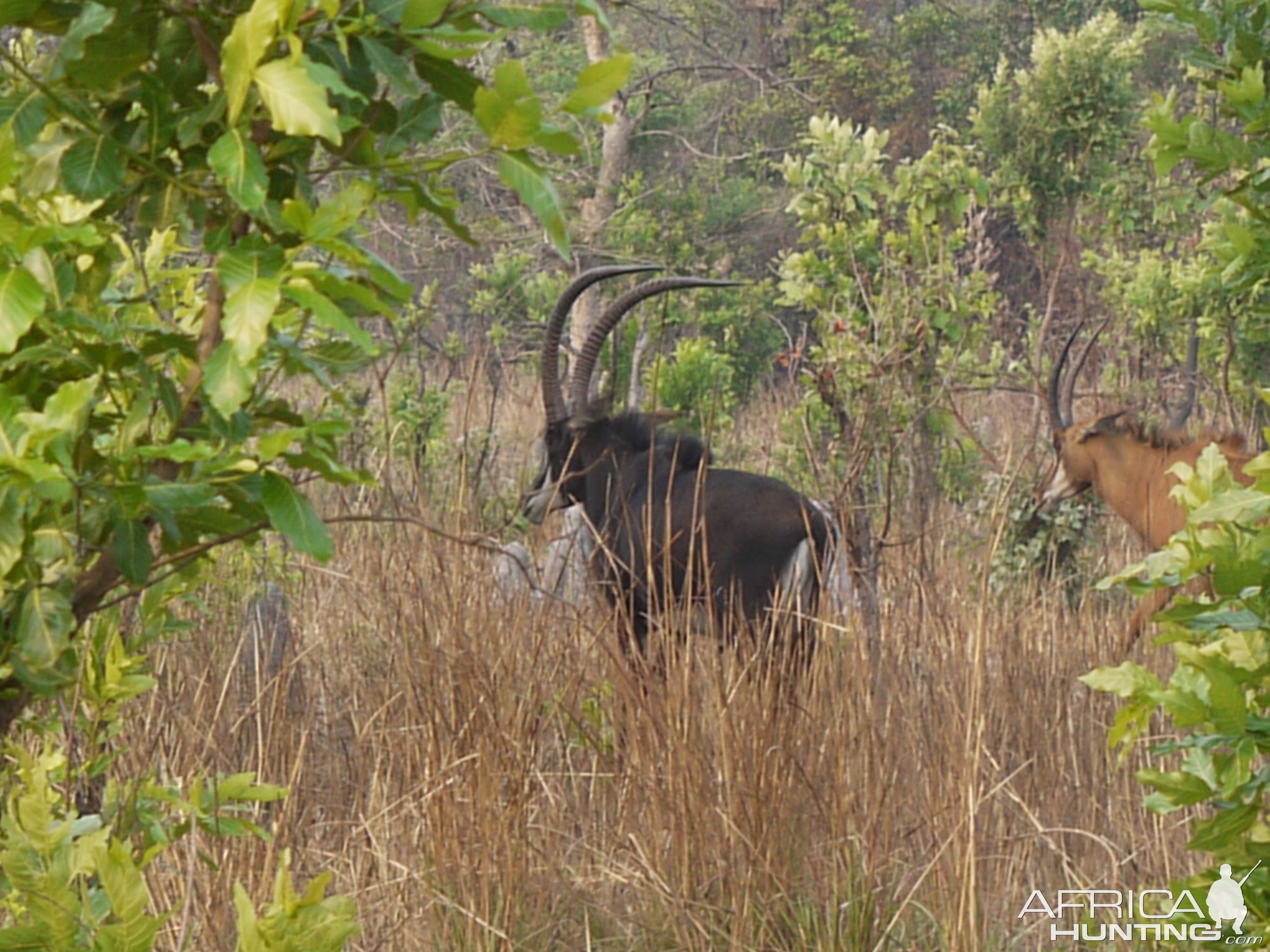 nice sable bull