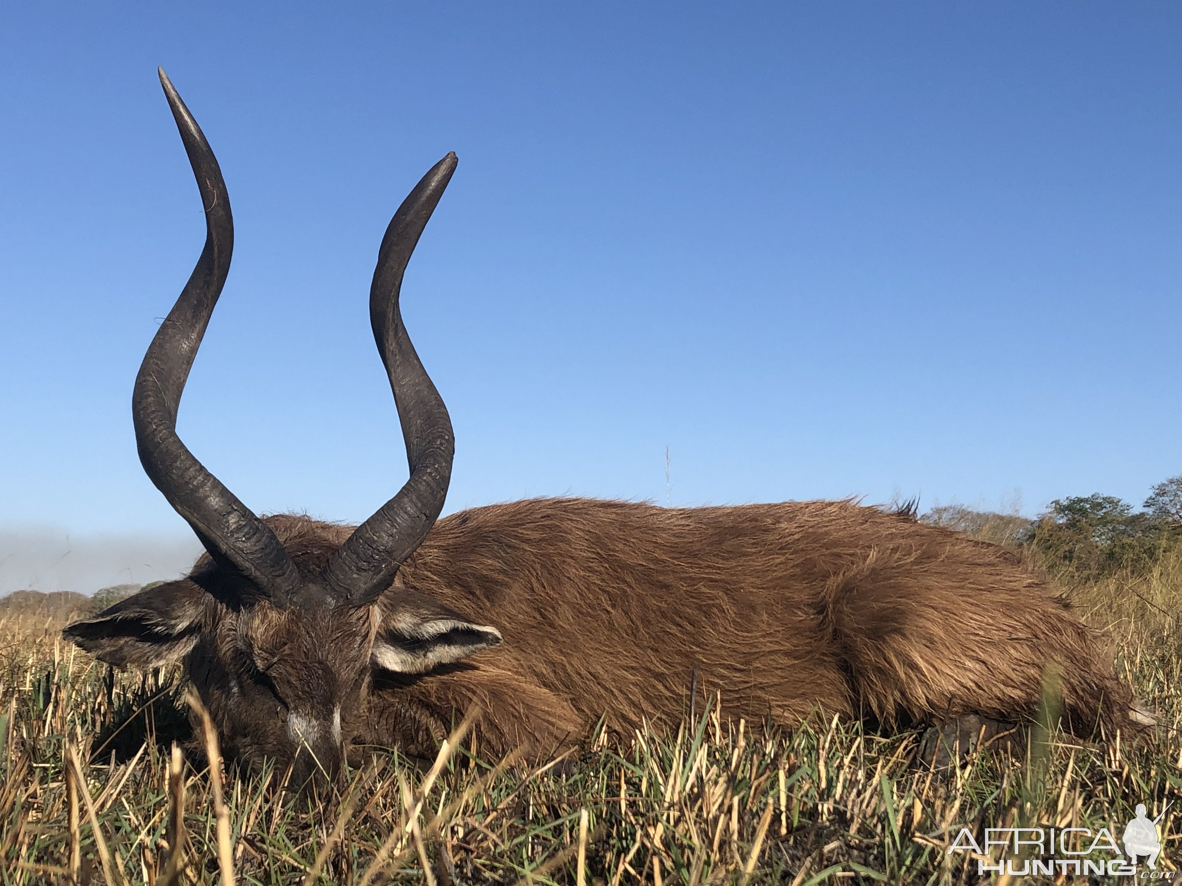 Nice Sitatunga taken in Tondwa GMA, Northern Zambia