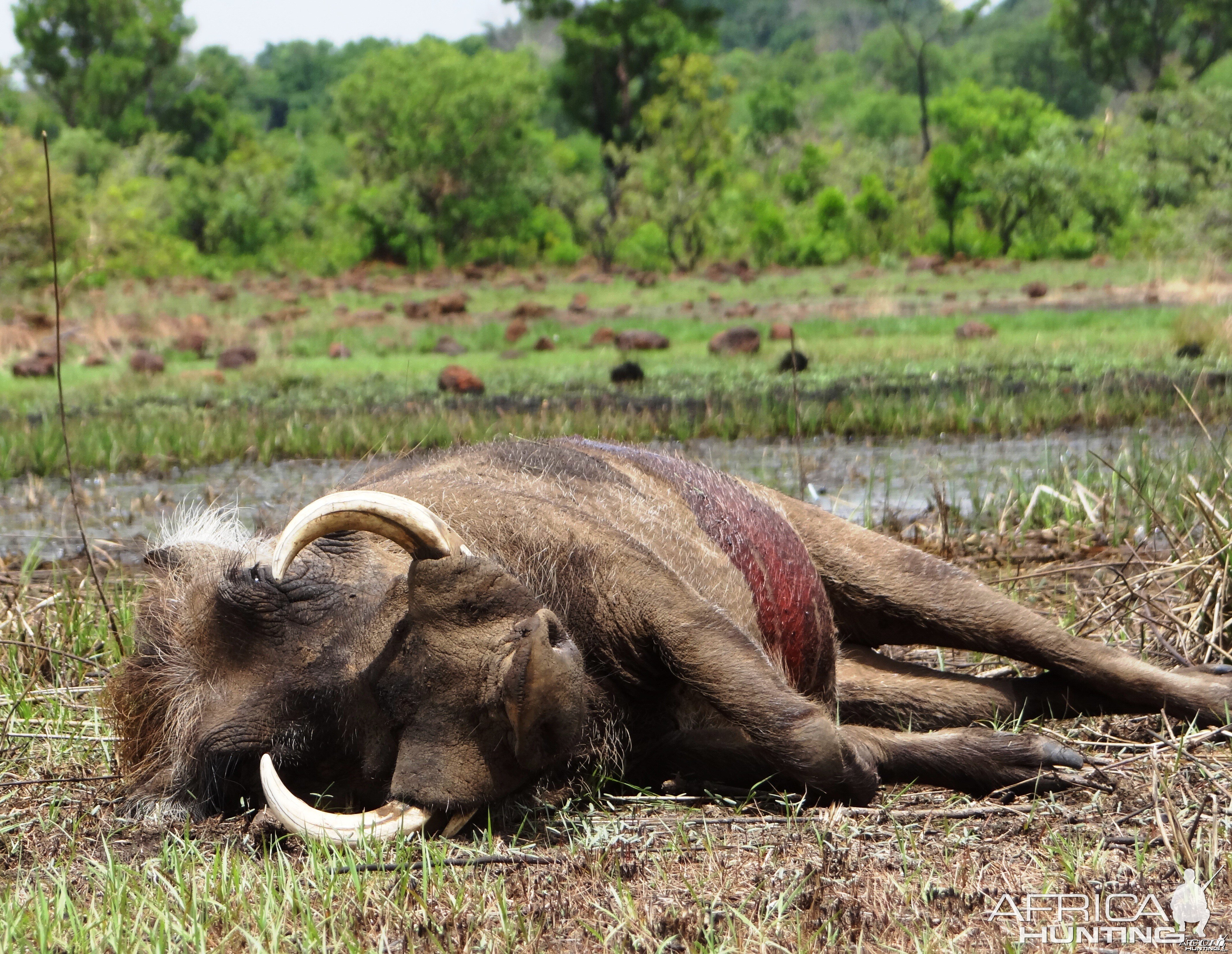 nice warthog