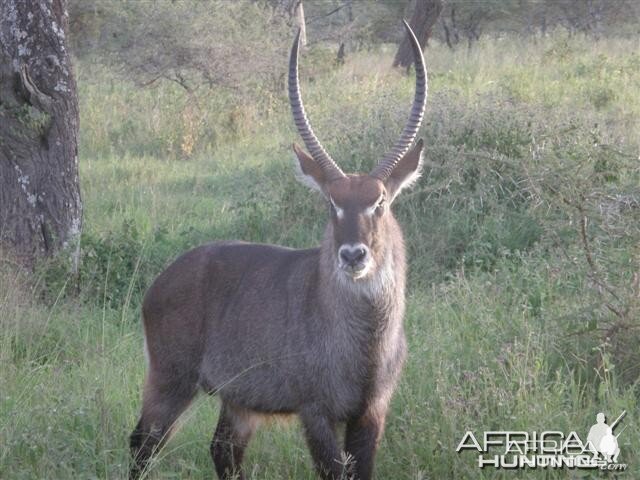 Nice Waterbuck