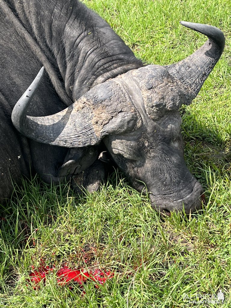 Nile Buffalo Hunt Uganda