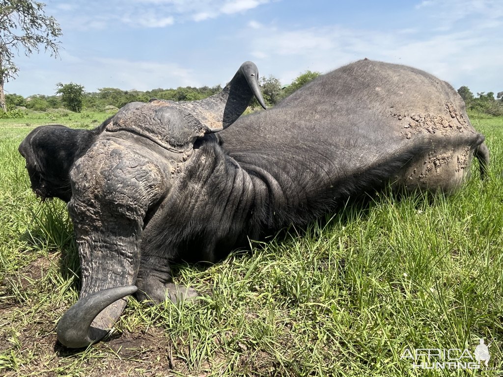 Nile Buffalo Hunt Uganda