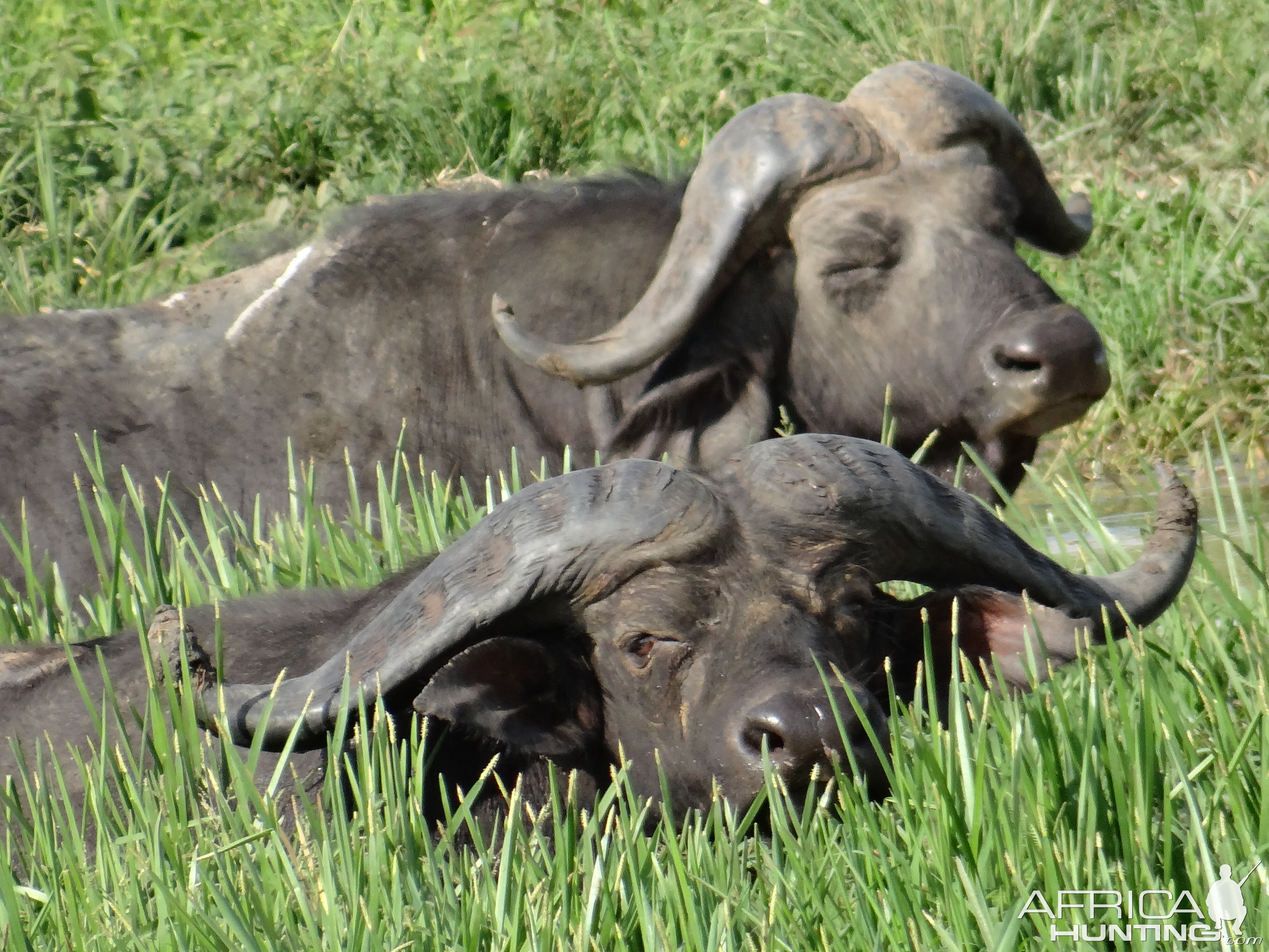 Nile Buffalo - UGANDA