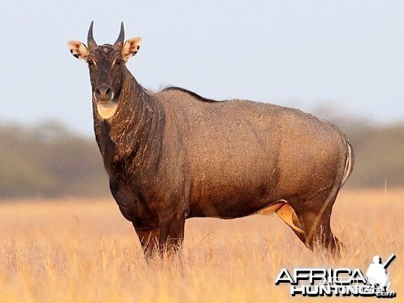 Nilgai also known as Blue Bull