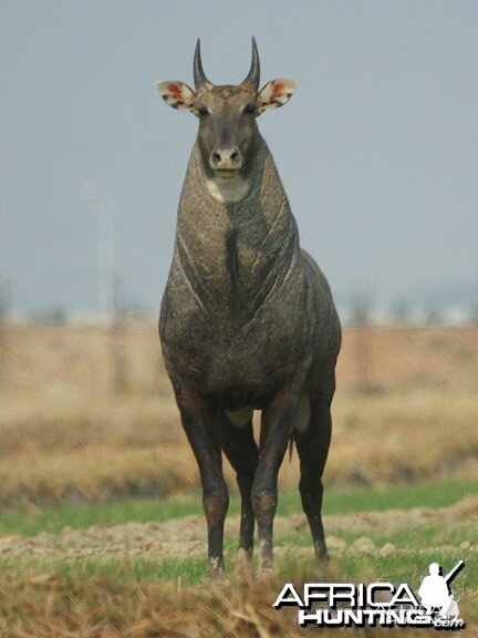 Nilgai also known as Blue Bull