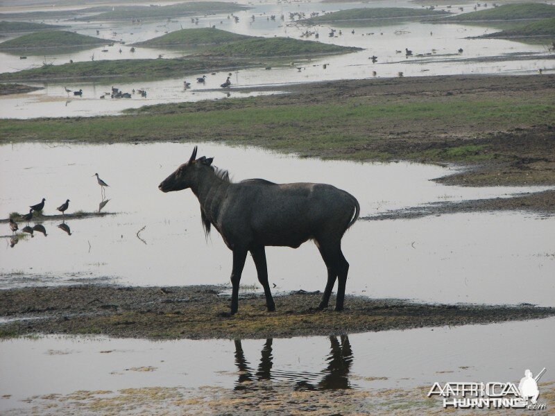 Nilgai antelope; Keoladeo National Park, Bharatpur, India