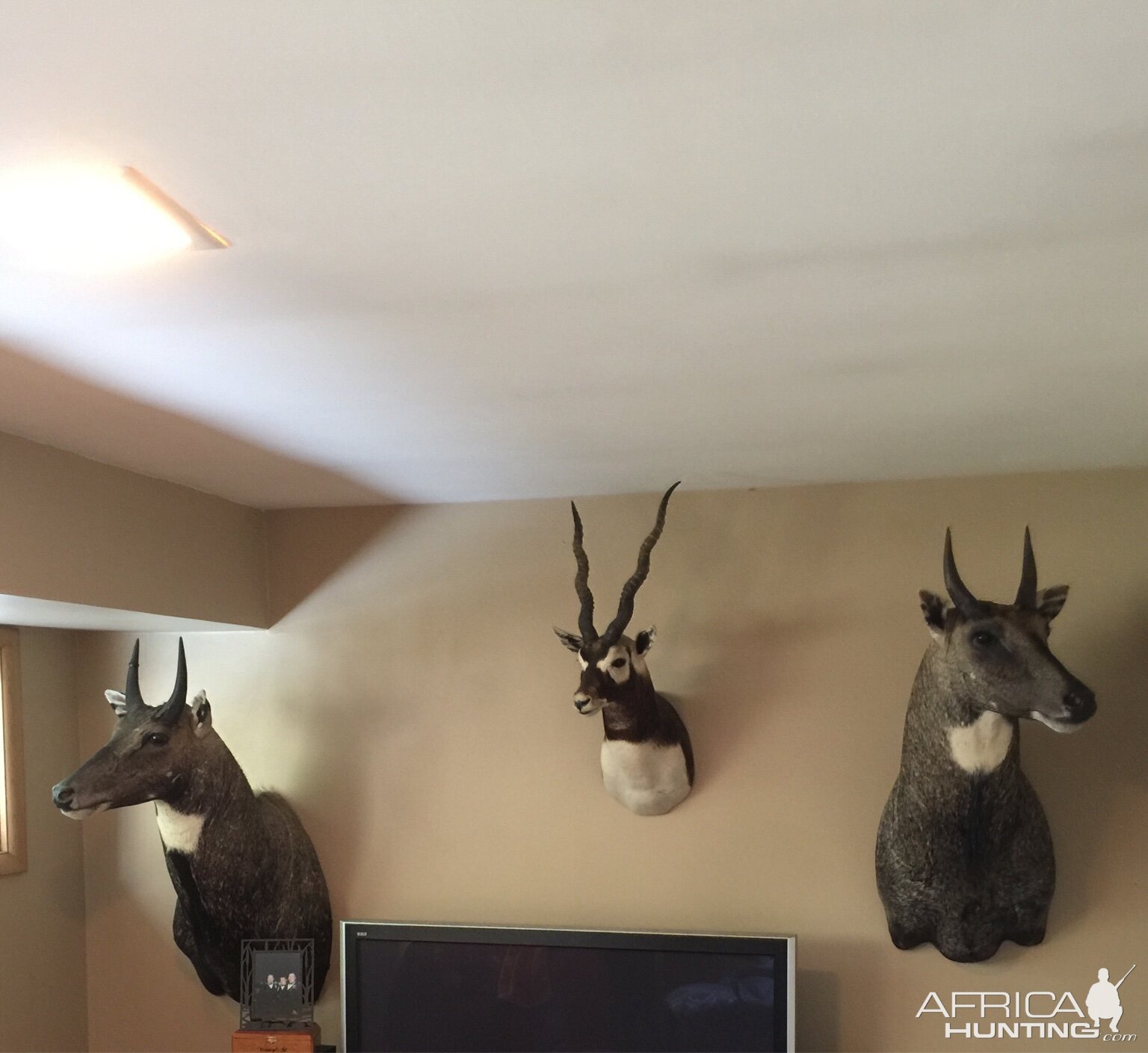 Nilgai & Blackbuck Shoulder Mount Taxidermy