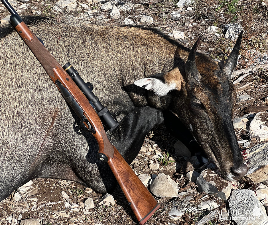 Nilgai Hunt Texas