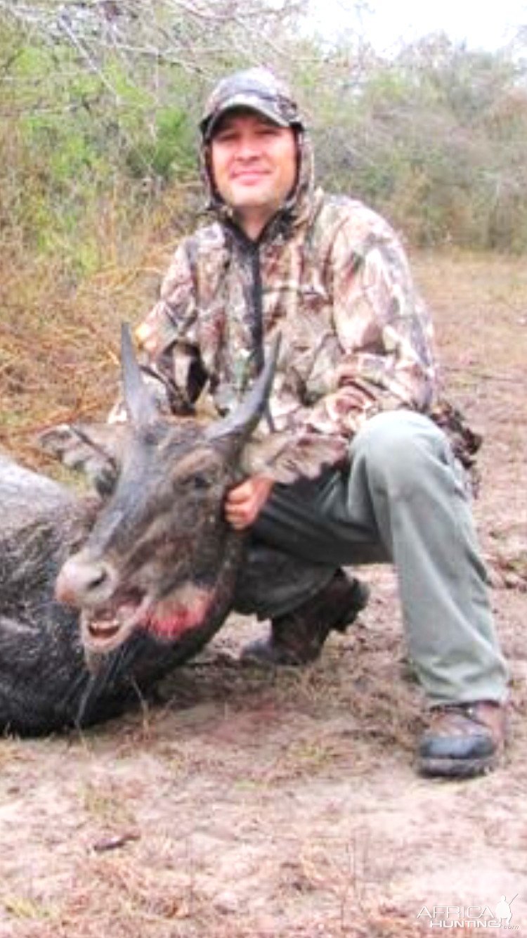 Nilgai Hunting Texas