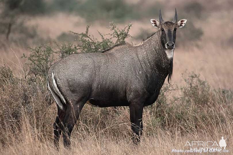 Nilgai in Texas USA