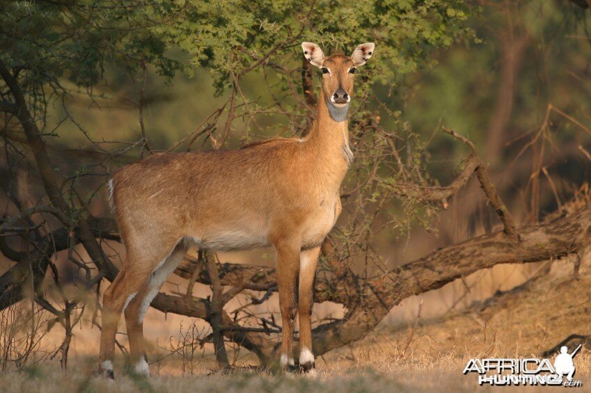 Nilgai; Keoladeo Ghana National Park, Bharatpur, Rajasthan, India