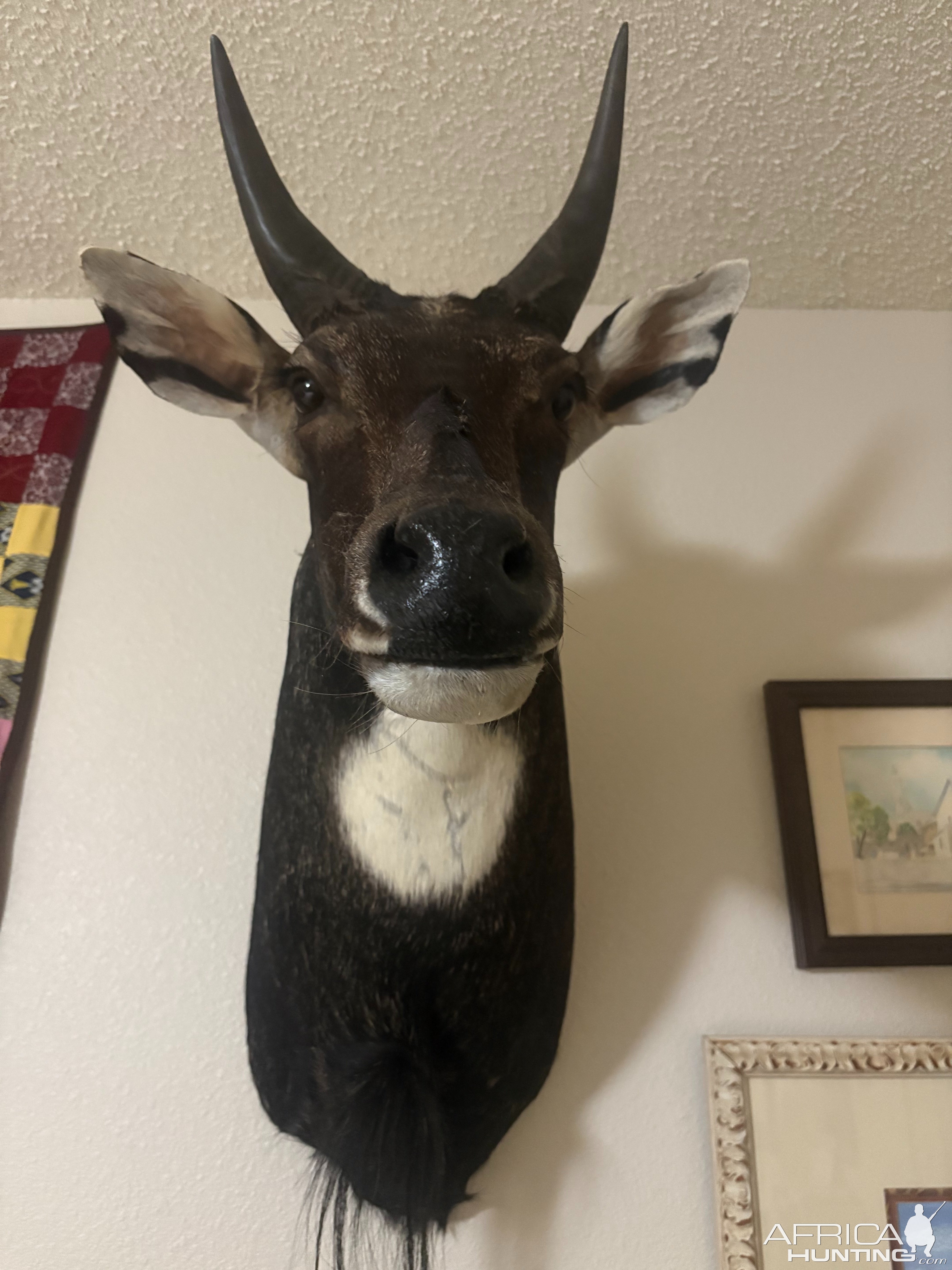 Nilgai Shoulder Mount Taxidermy