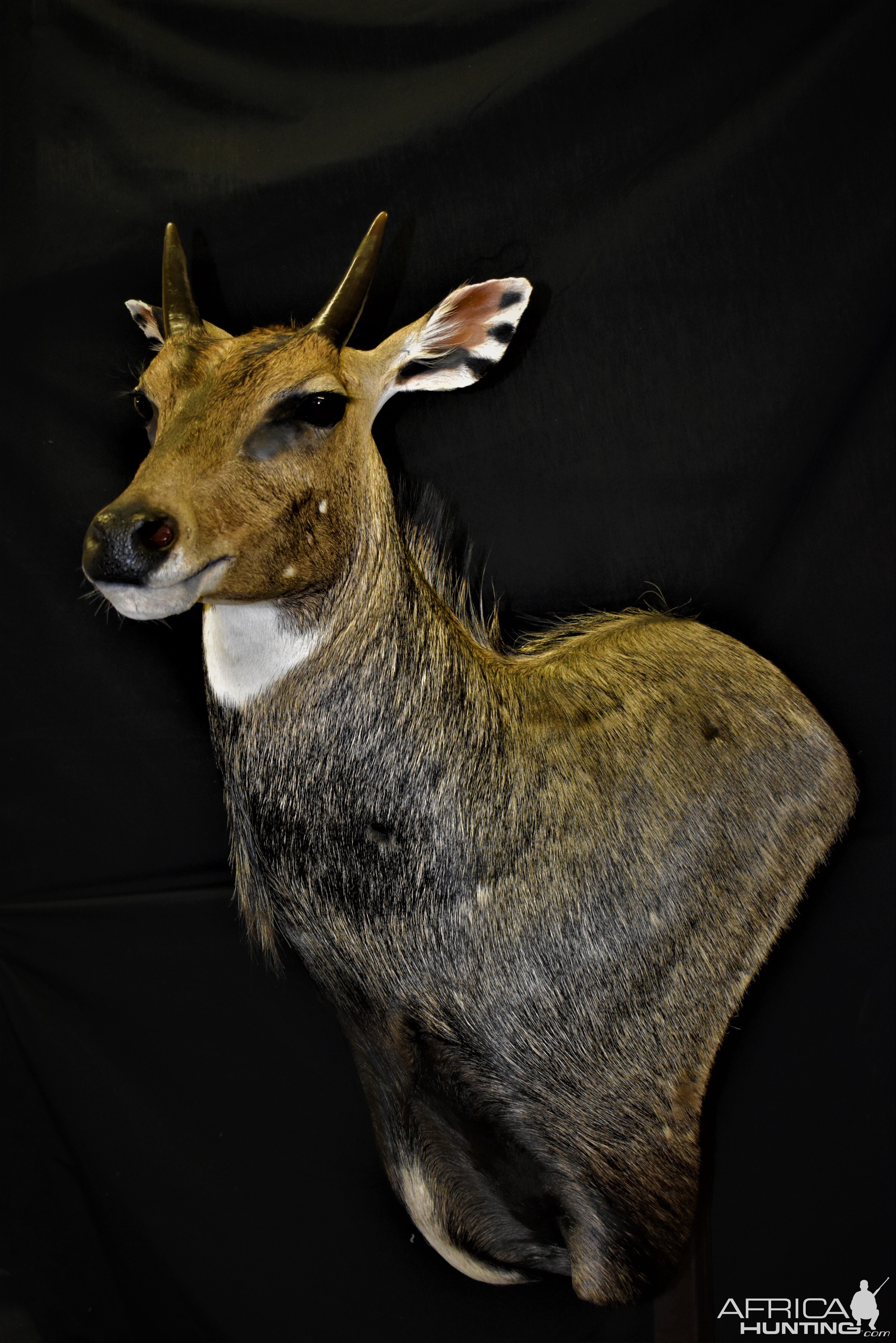 Nilgai Shoulder Pedestal Mount Taxidermy