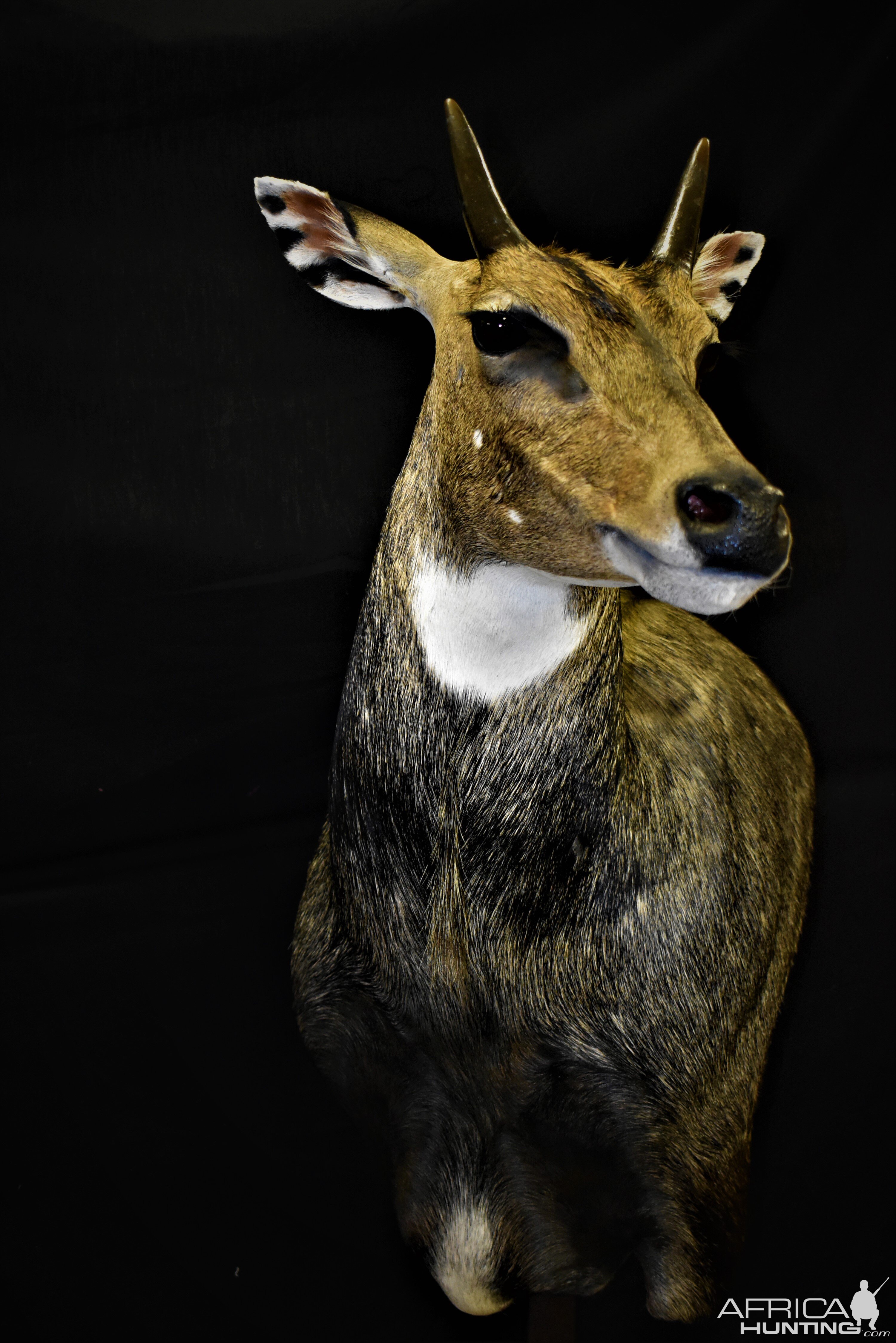 Nilgai Shoulder Pedestal Mount Taxidermy