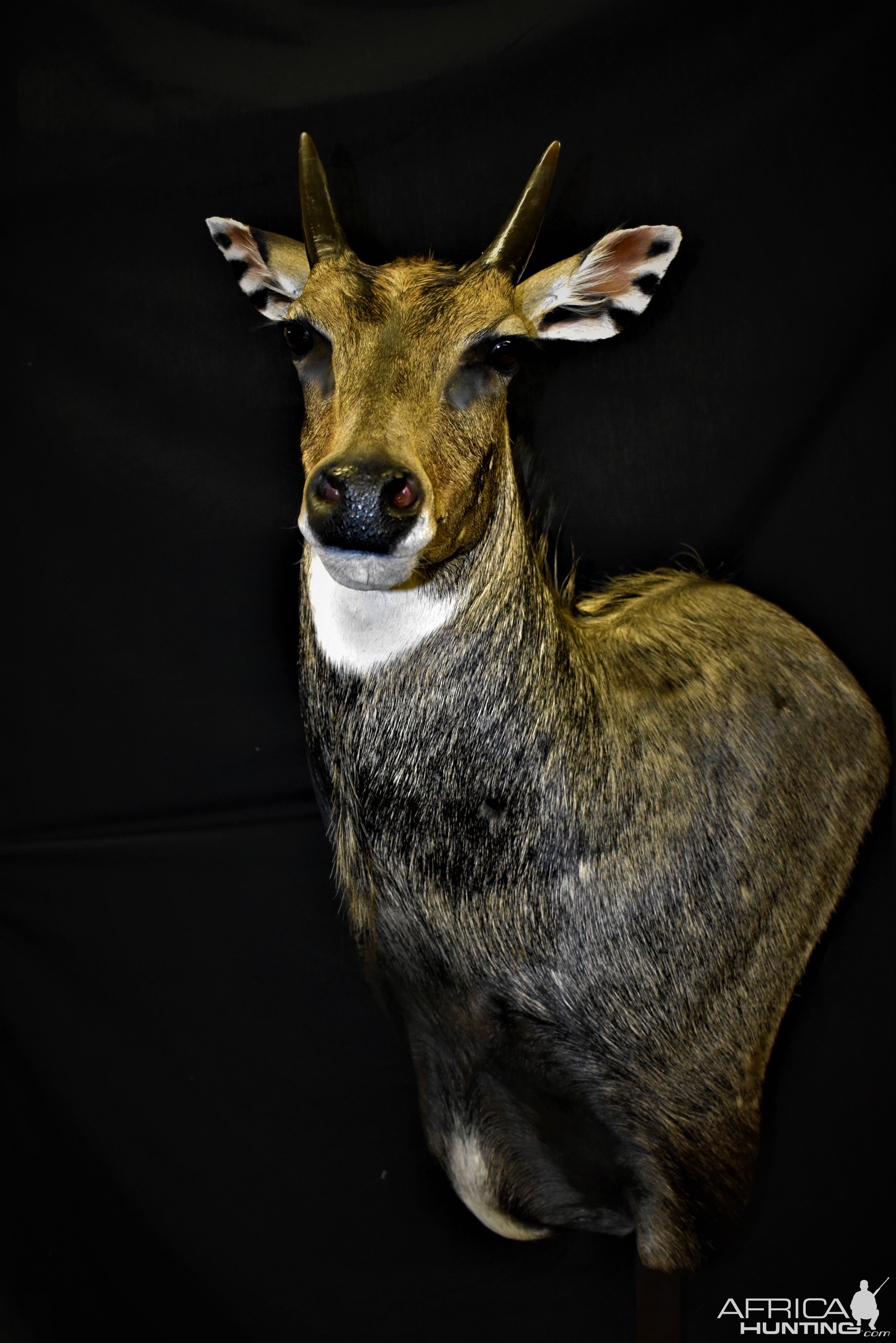 Nilgai Shoulder Pedestal Mount Taxidermy