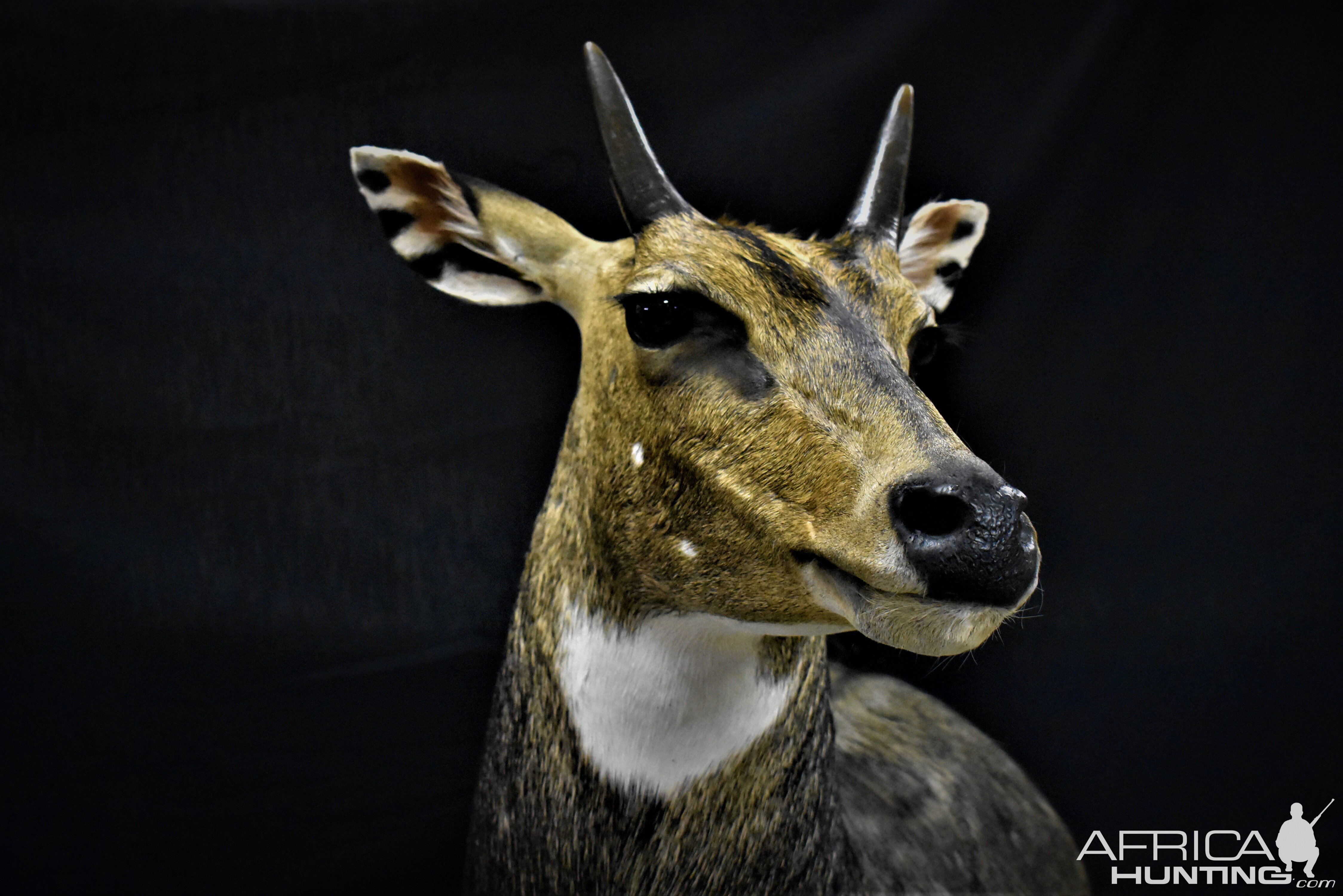 Nilgai Shoulder Pedestal Mount Taxidermy