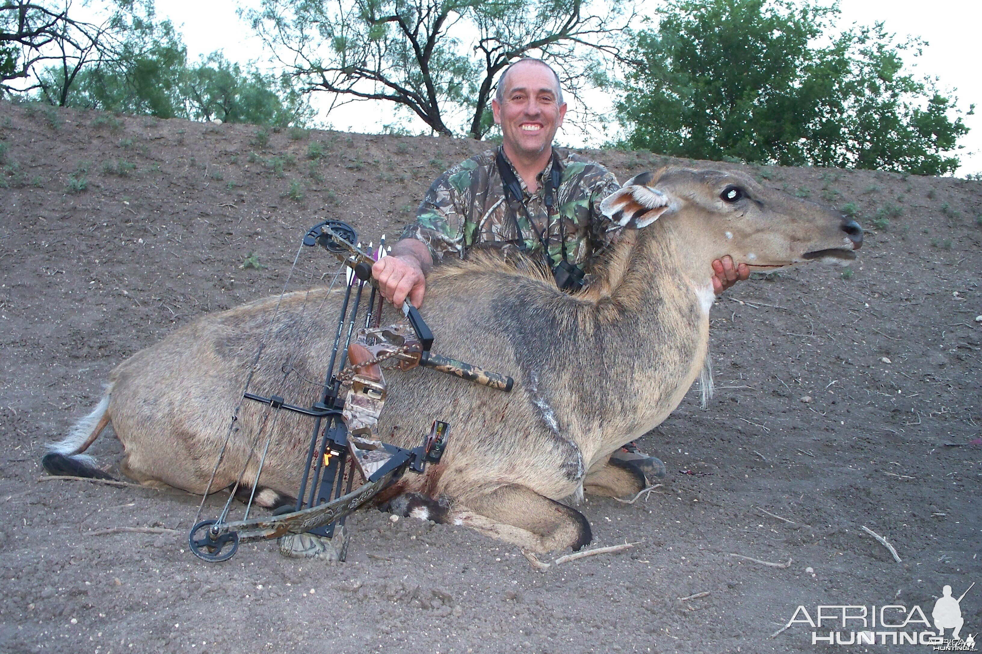 Nilgai