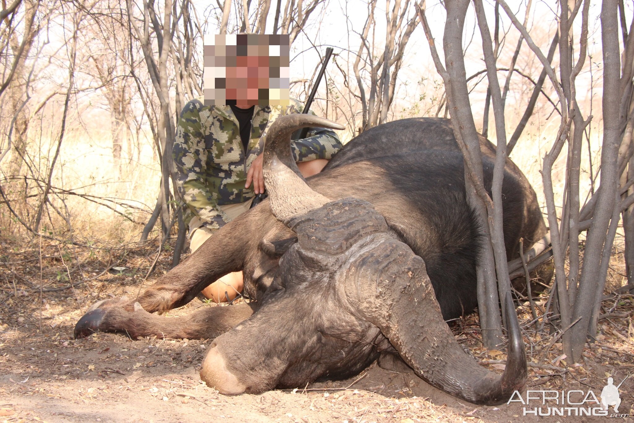 Non-exportable Hunt Cape Buffalo