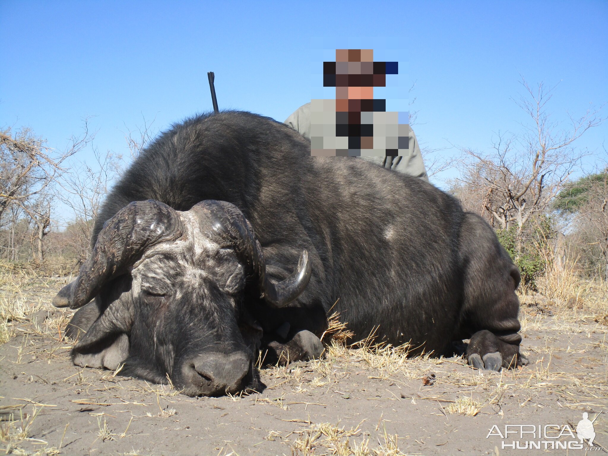 Non-exportable Hunting Buffalo