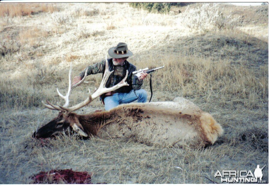 nontypical bull elk