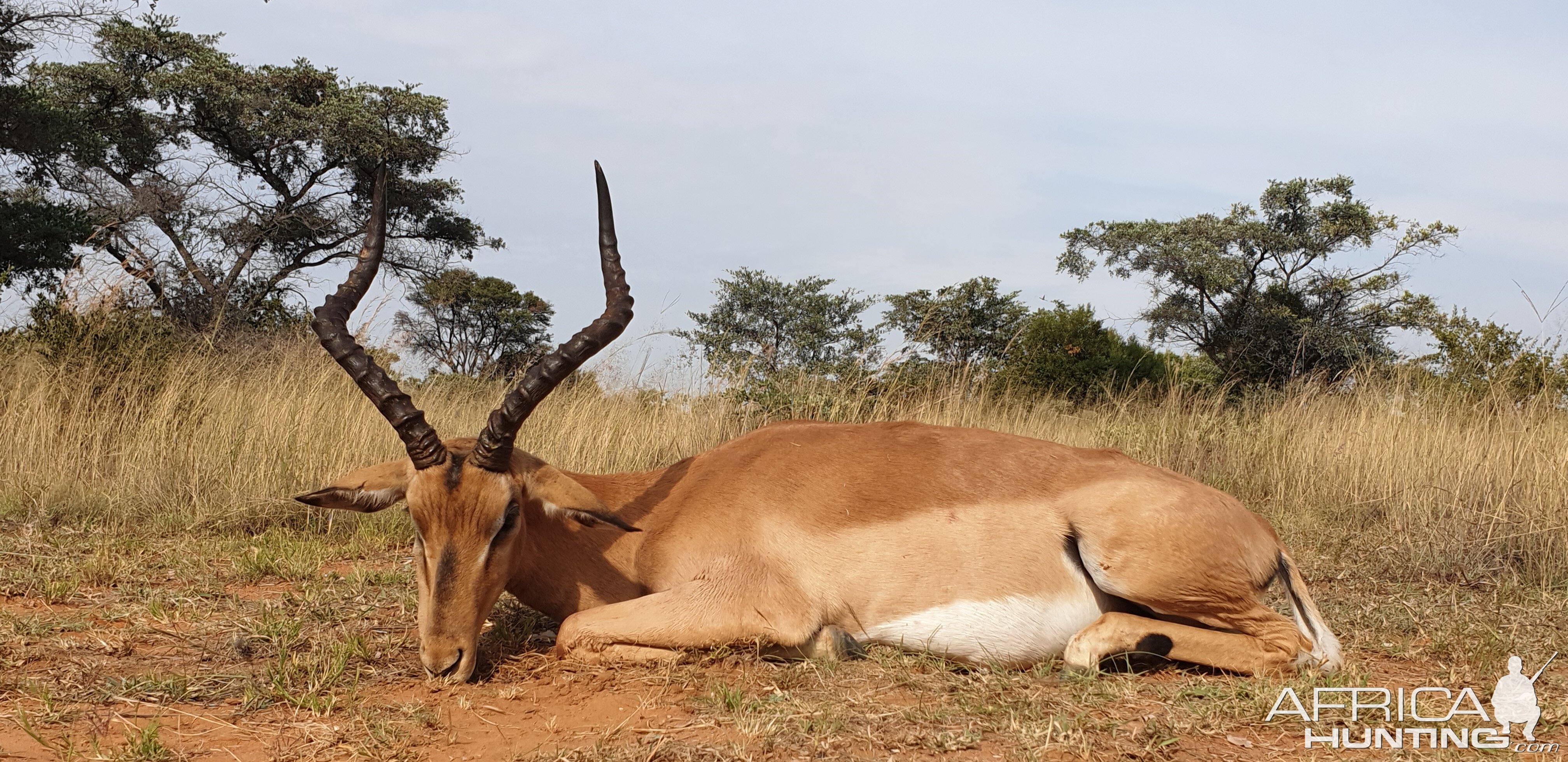 Normal Impala