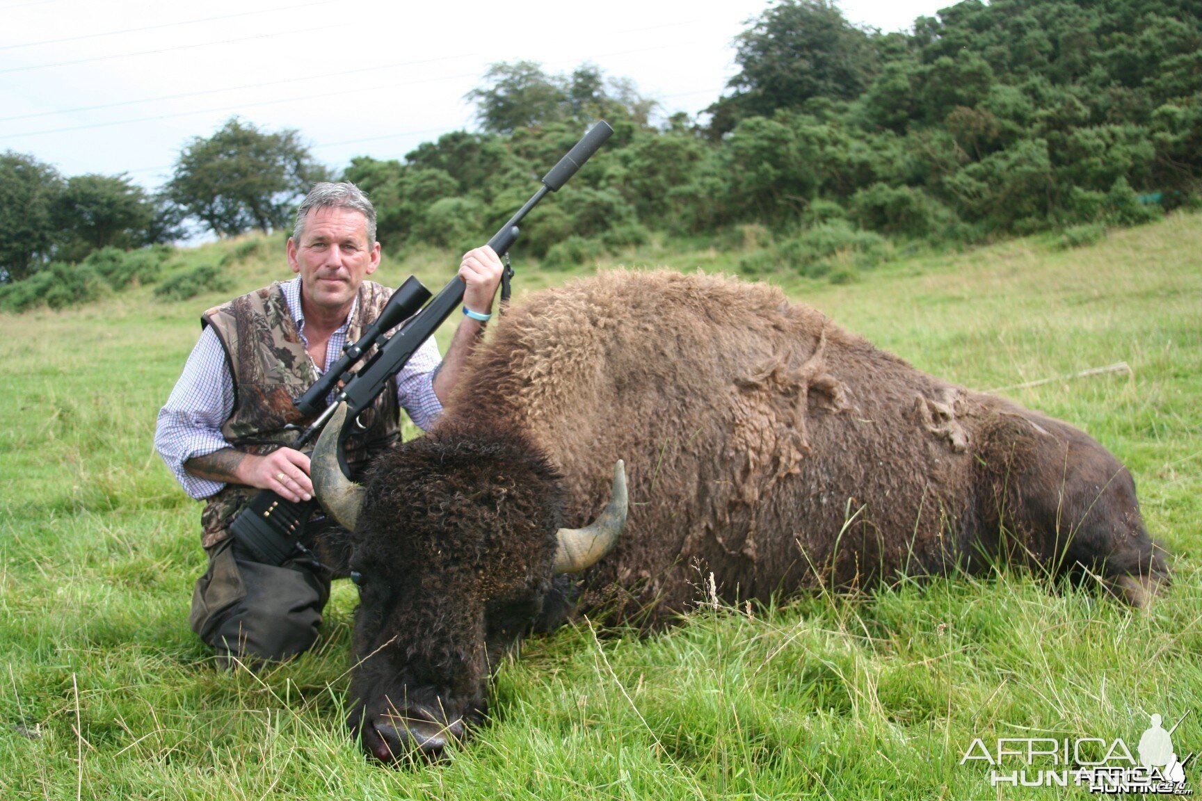 North American Bison - Taken in Liecester England