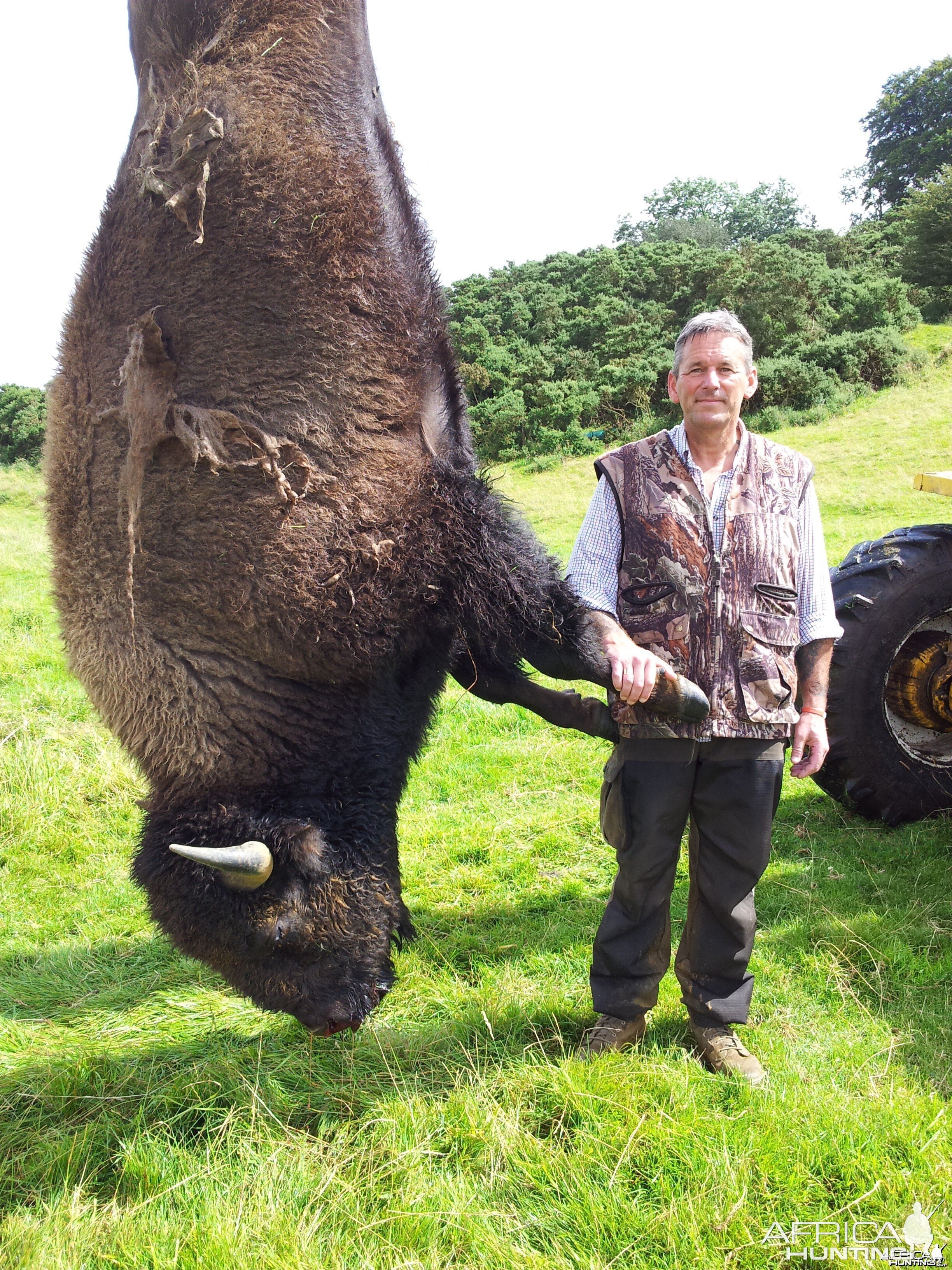 North American Bison - Taken in Liecester England