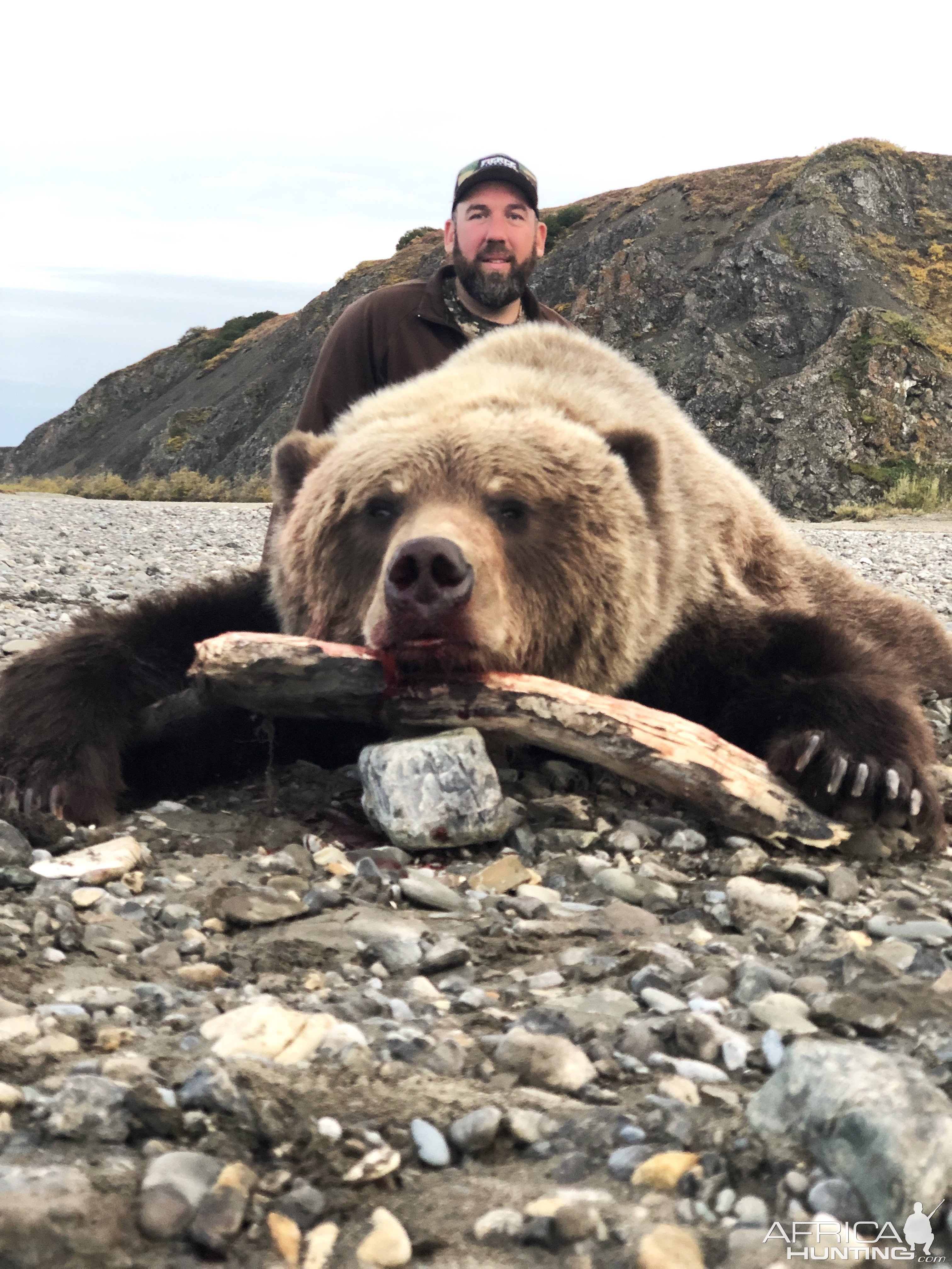 North American Brown Bear Hunt Alaska