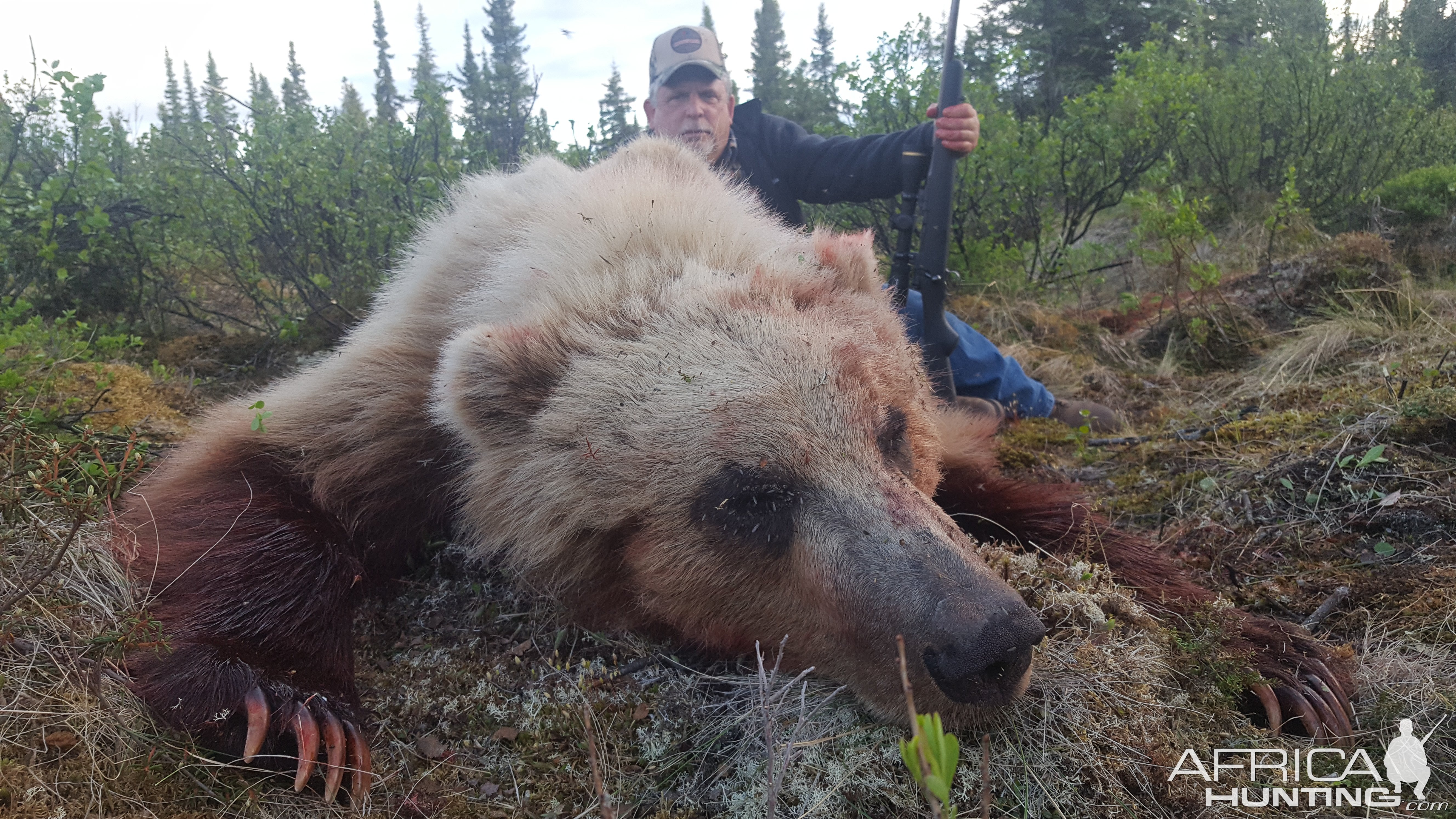 North American Brown Bear Hunt