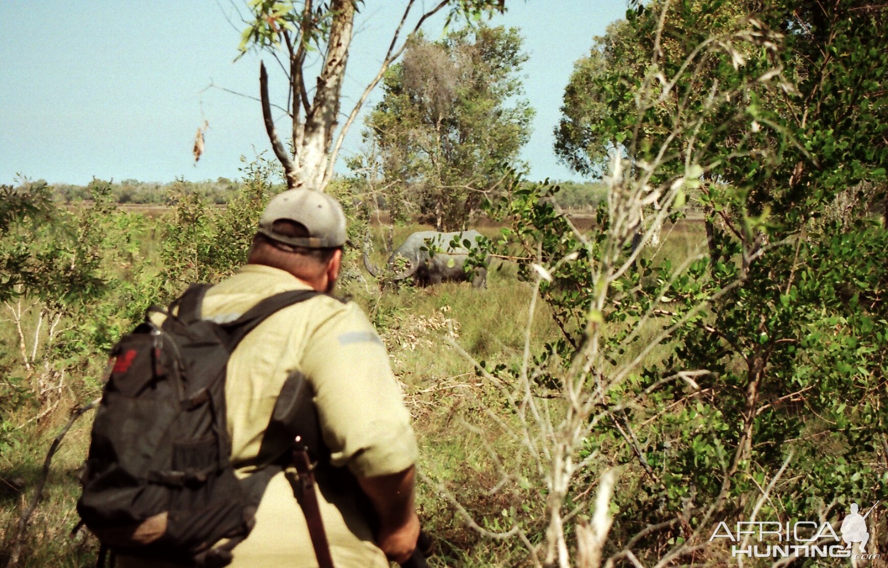 Northern Territory Australia Hunt Asiatic Water Buffalo