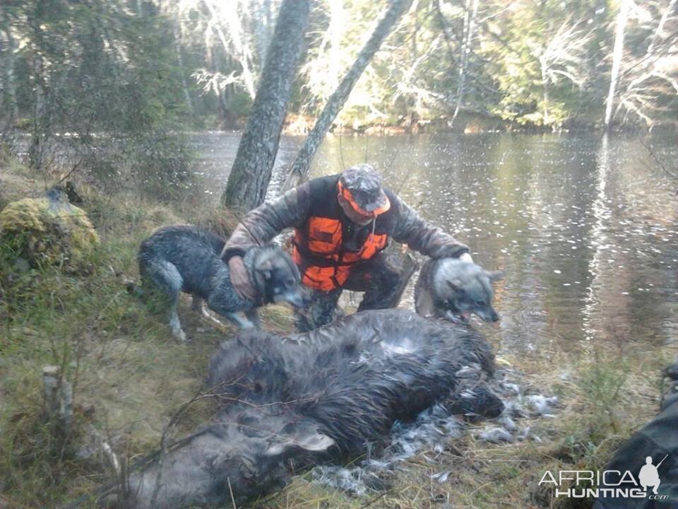 Norway Hunting Moose