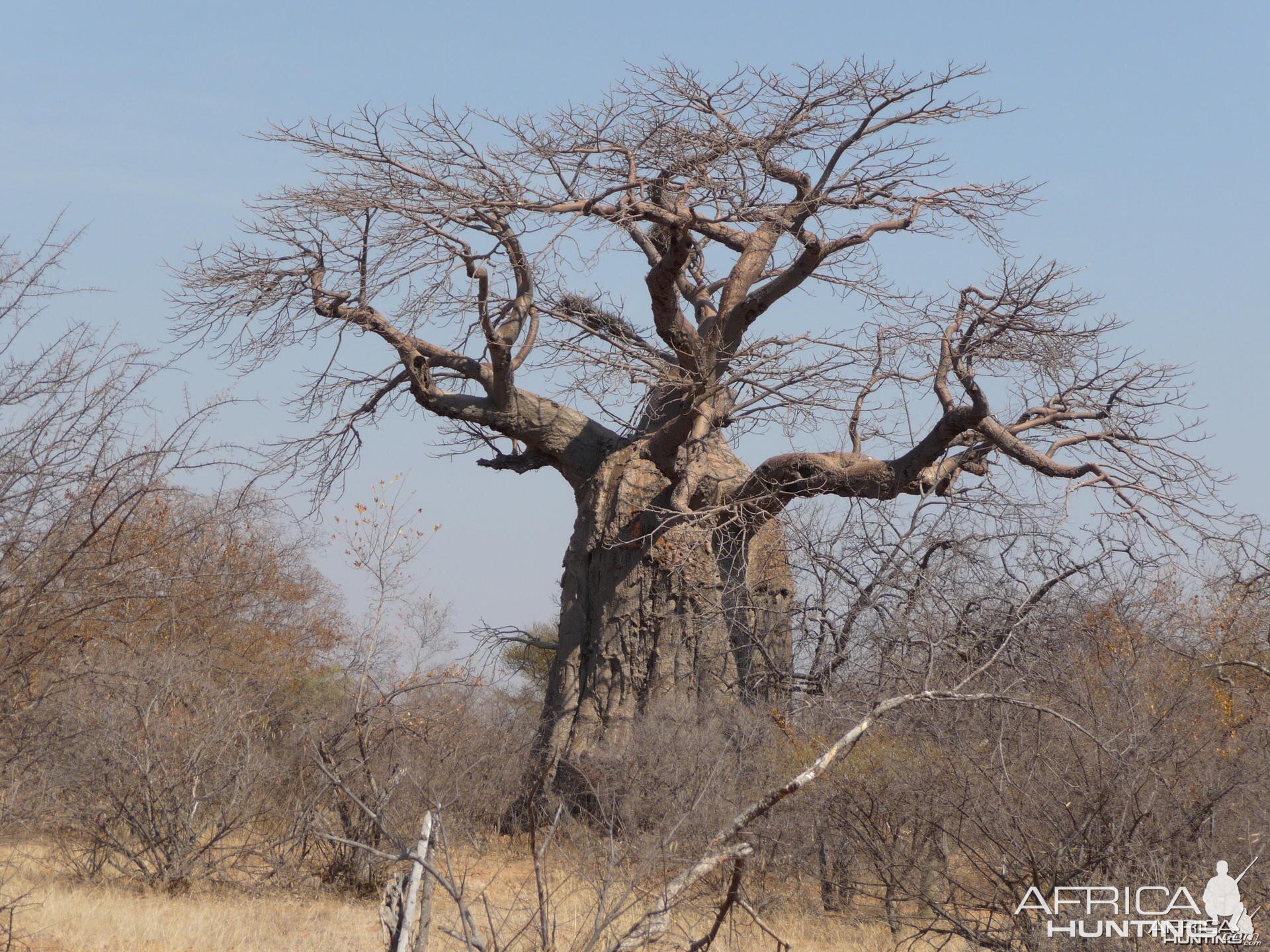 Now that is some tree!!!