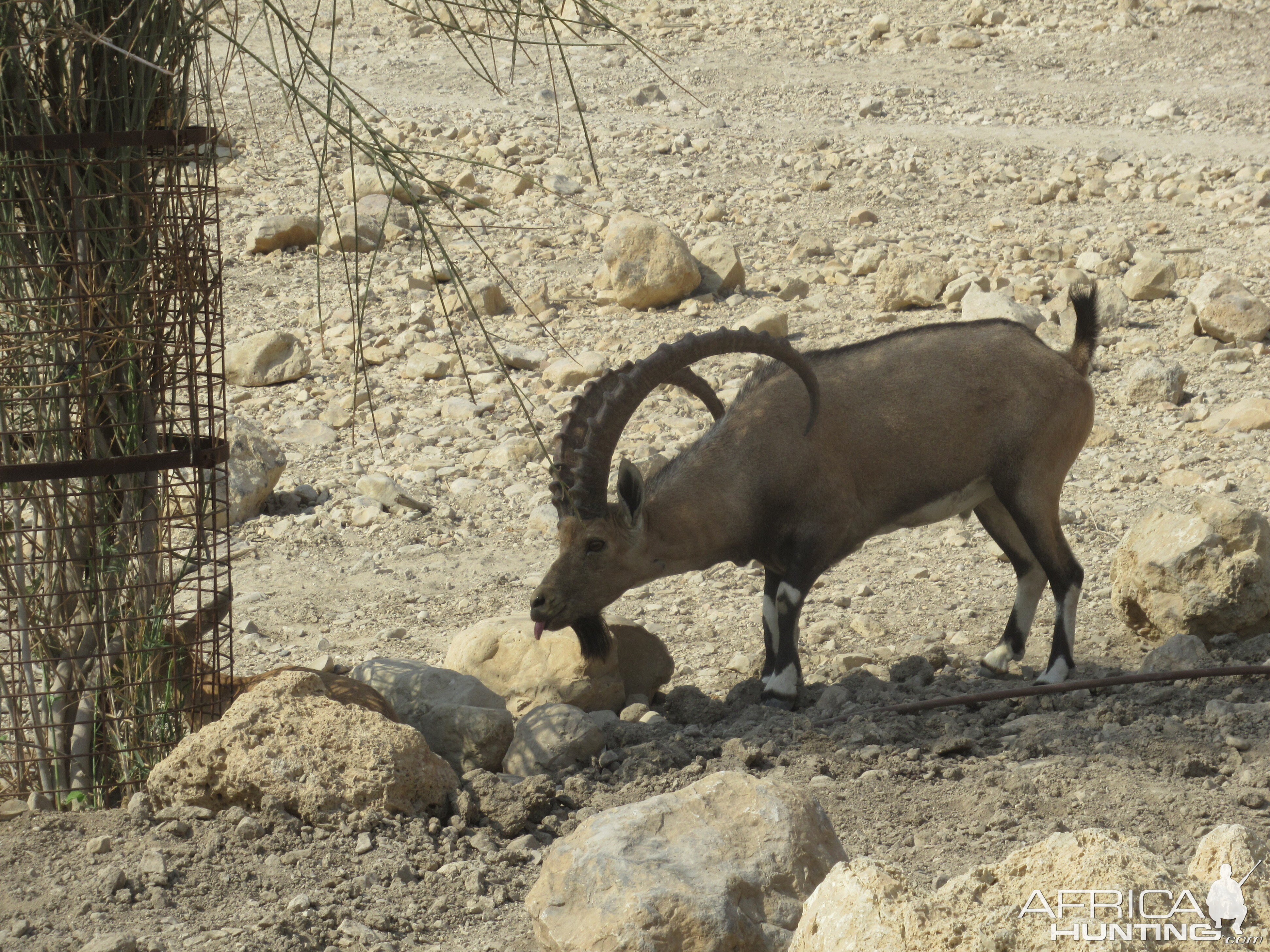 Nubian Ibex in Israel