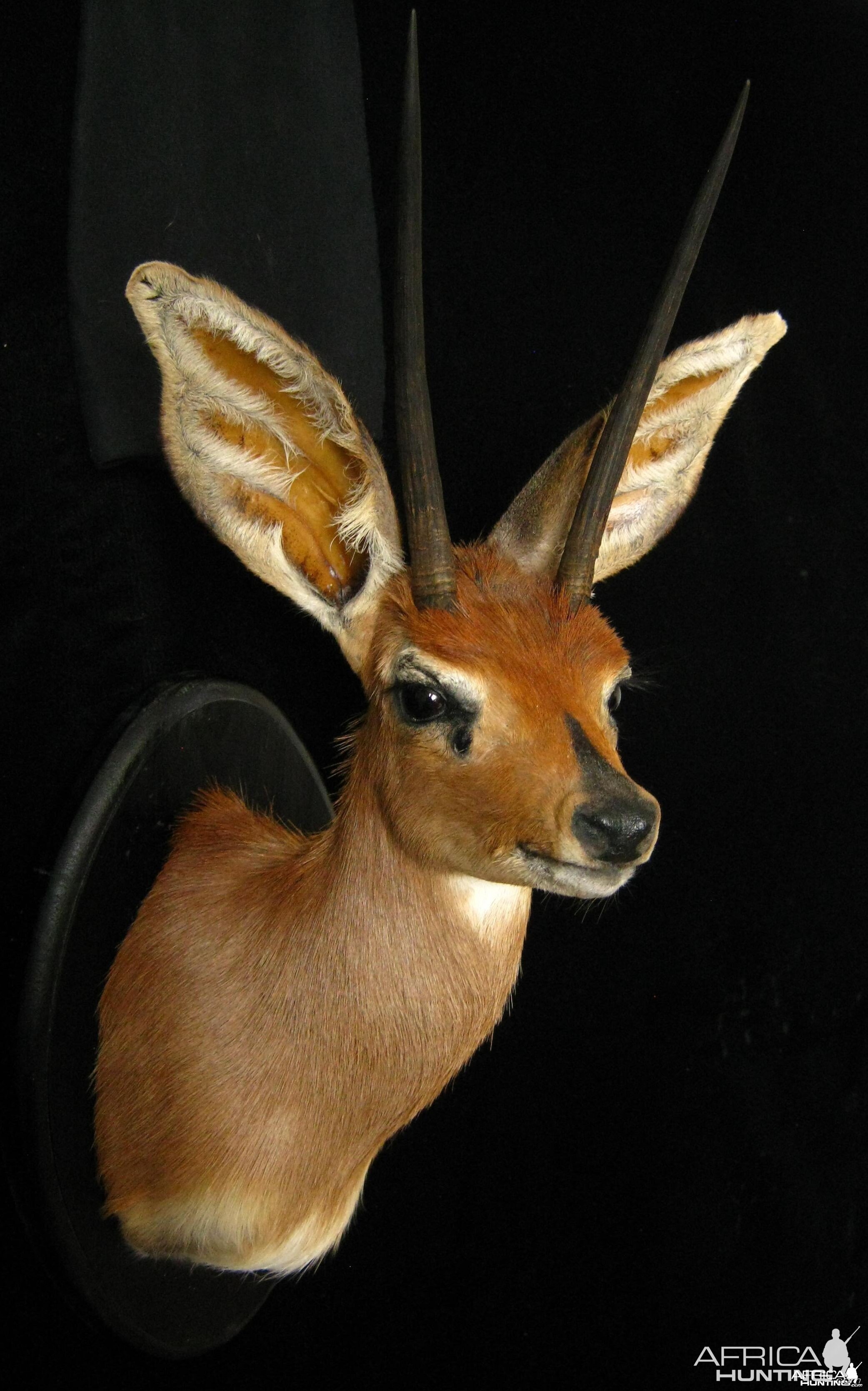 Number 2 Rowland Ward Steenbok