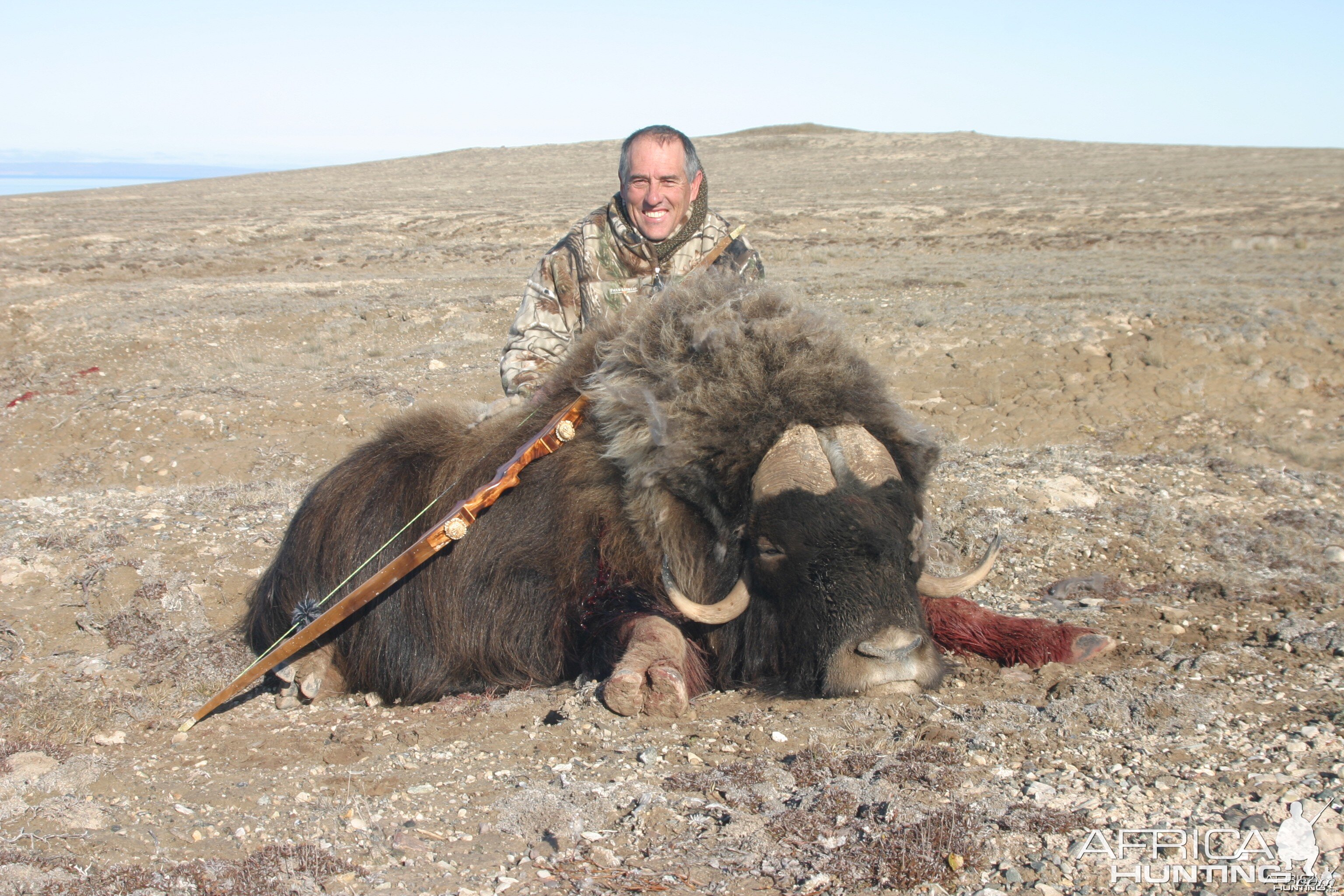 NWT, Canada Musk Ox