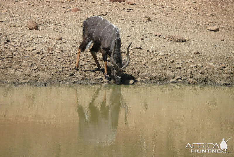 Nyala at water SA