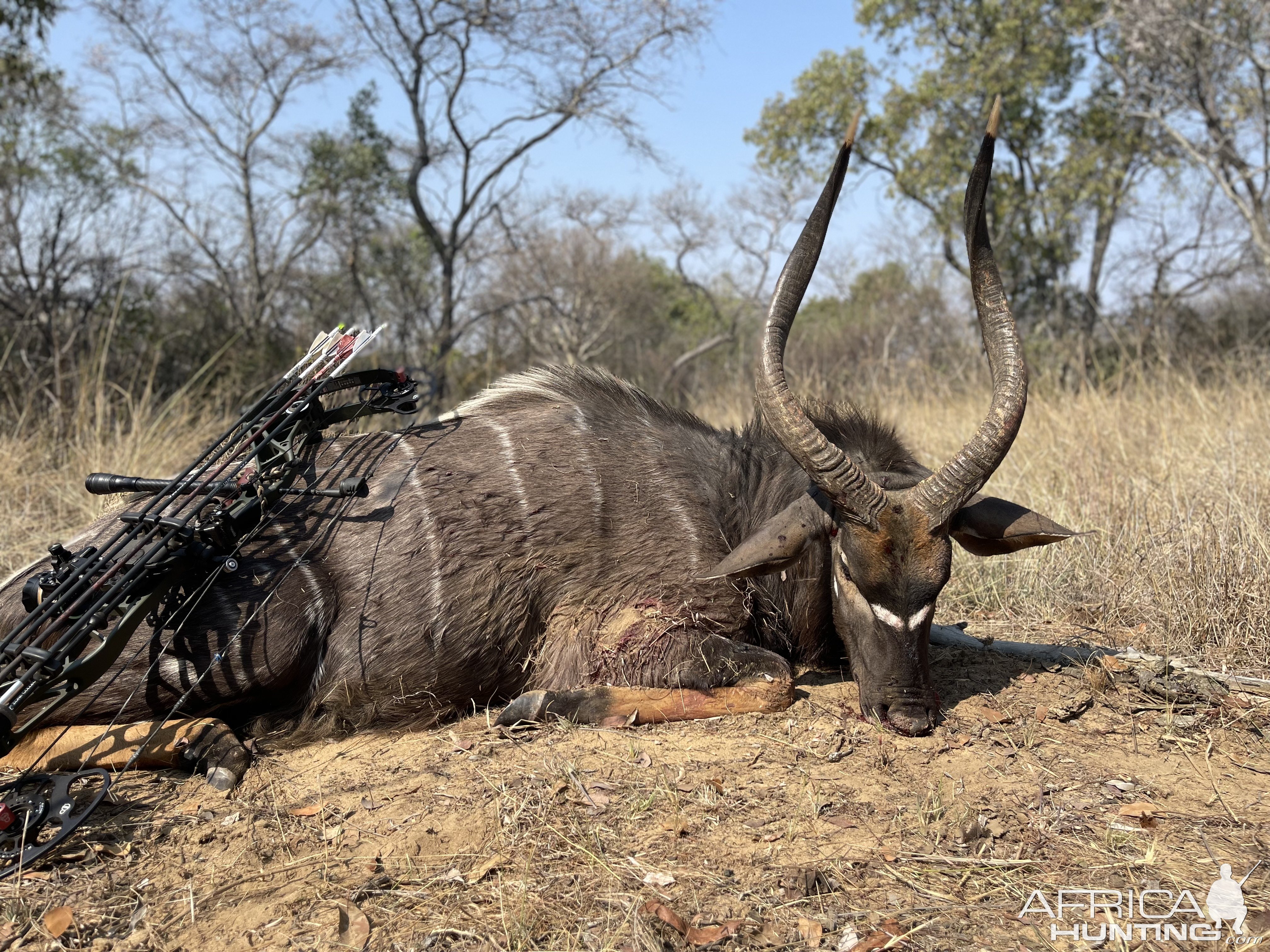 Nyala Bow Hunt South Africa