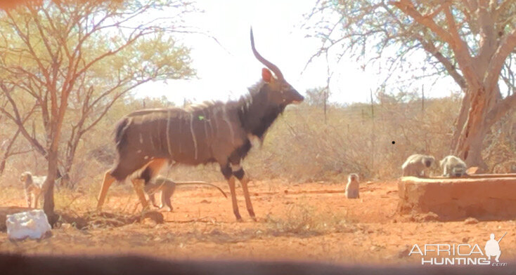 Nyala Bow Hunting Impact Shot