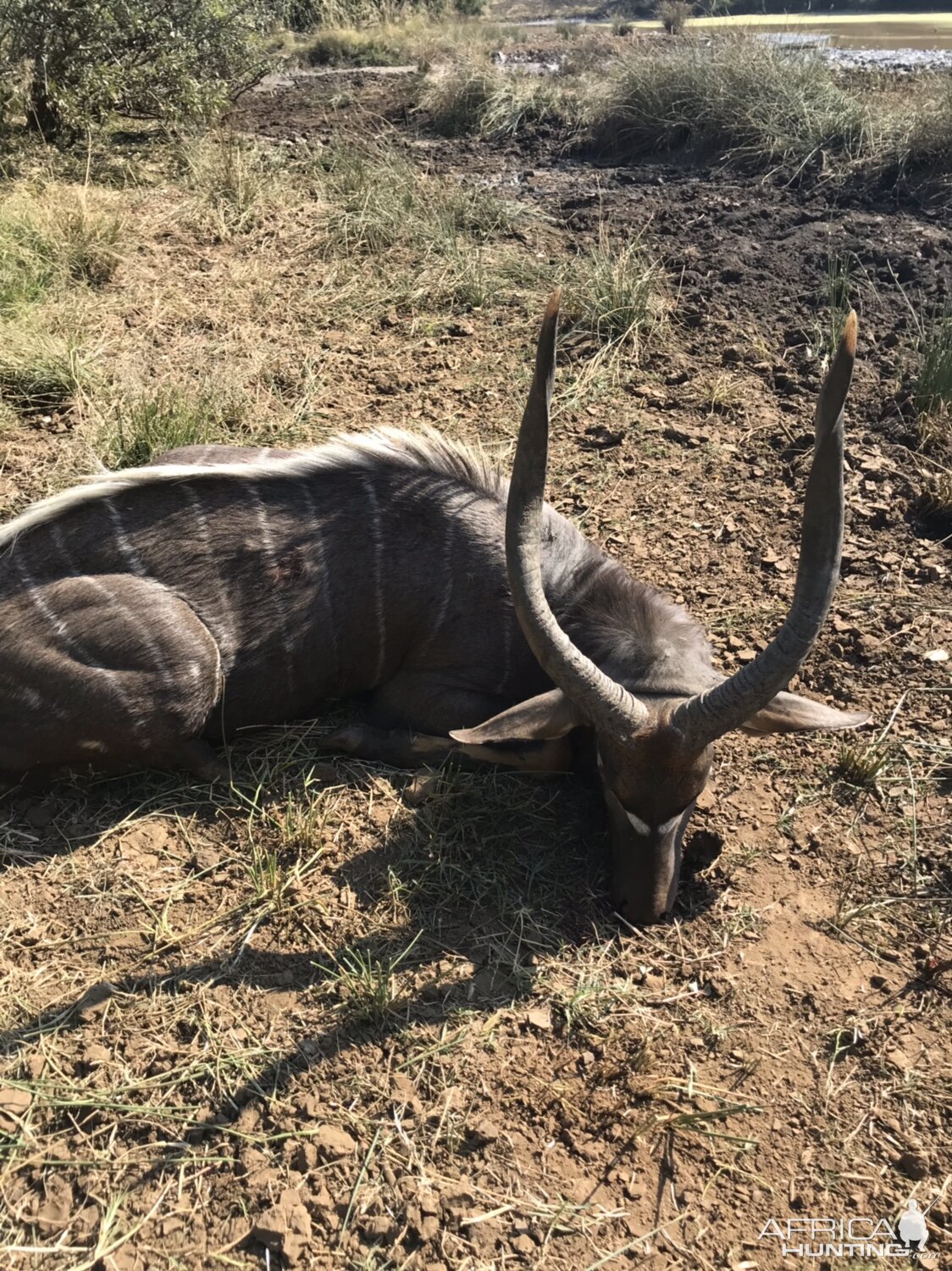 Nyala Bow Hunting South Africa