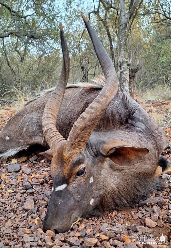 Nyala bull